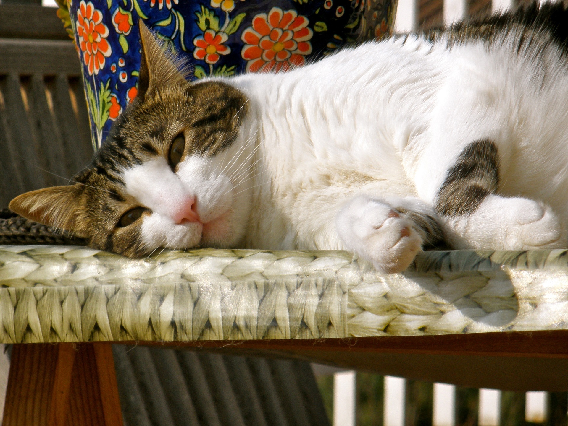 Скачать обои бесплатно Животные, Кошка, Кошки, Лежа, Расслабляться картинка на рабочий стол ПК