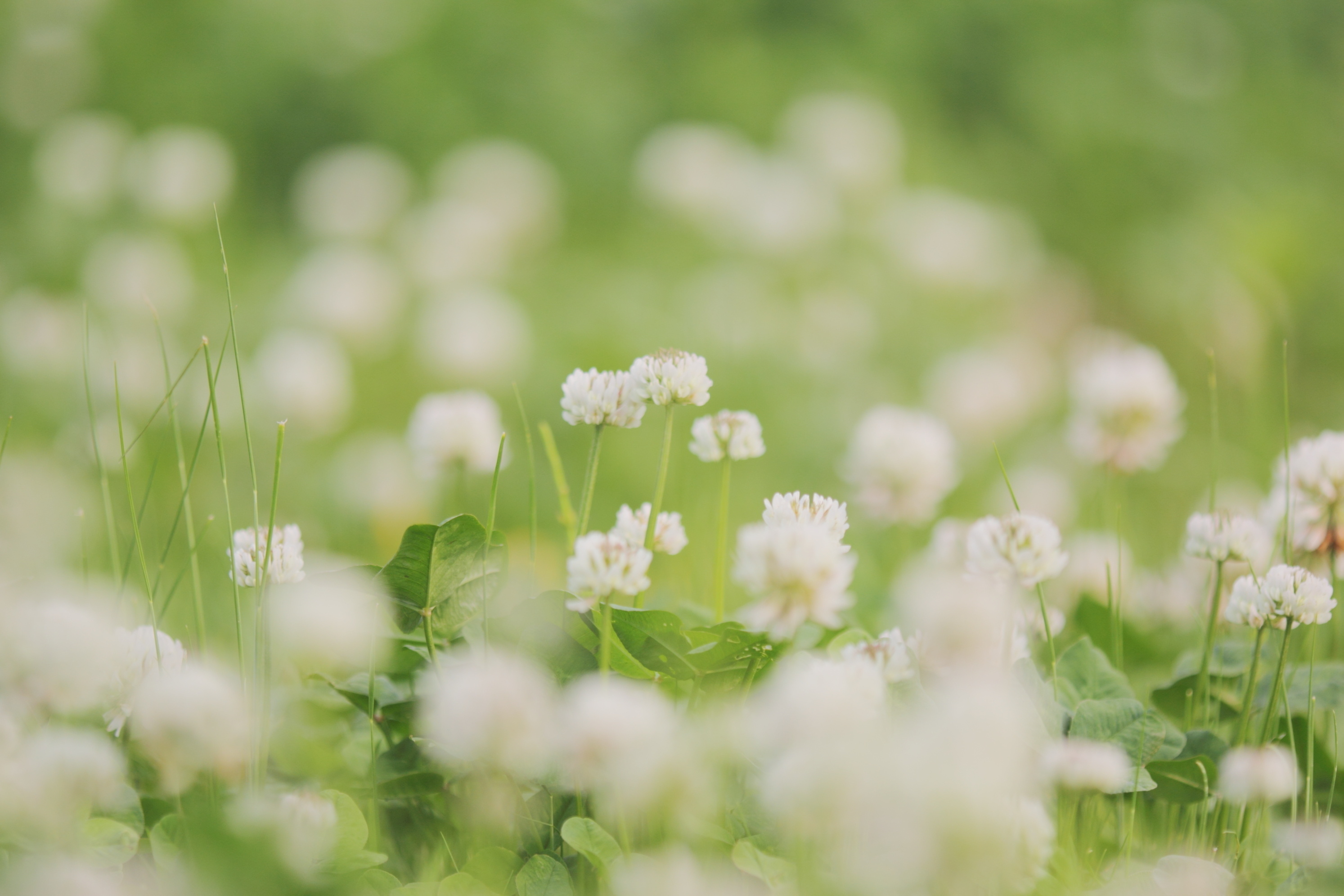 Download mobile wallpaper Earth, Clover, White Clover for free.