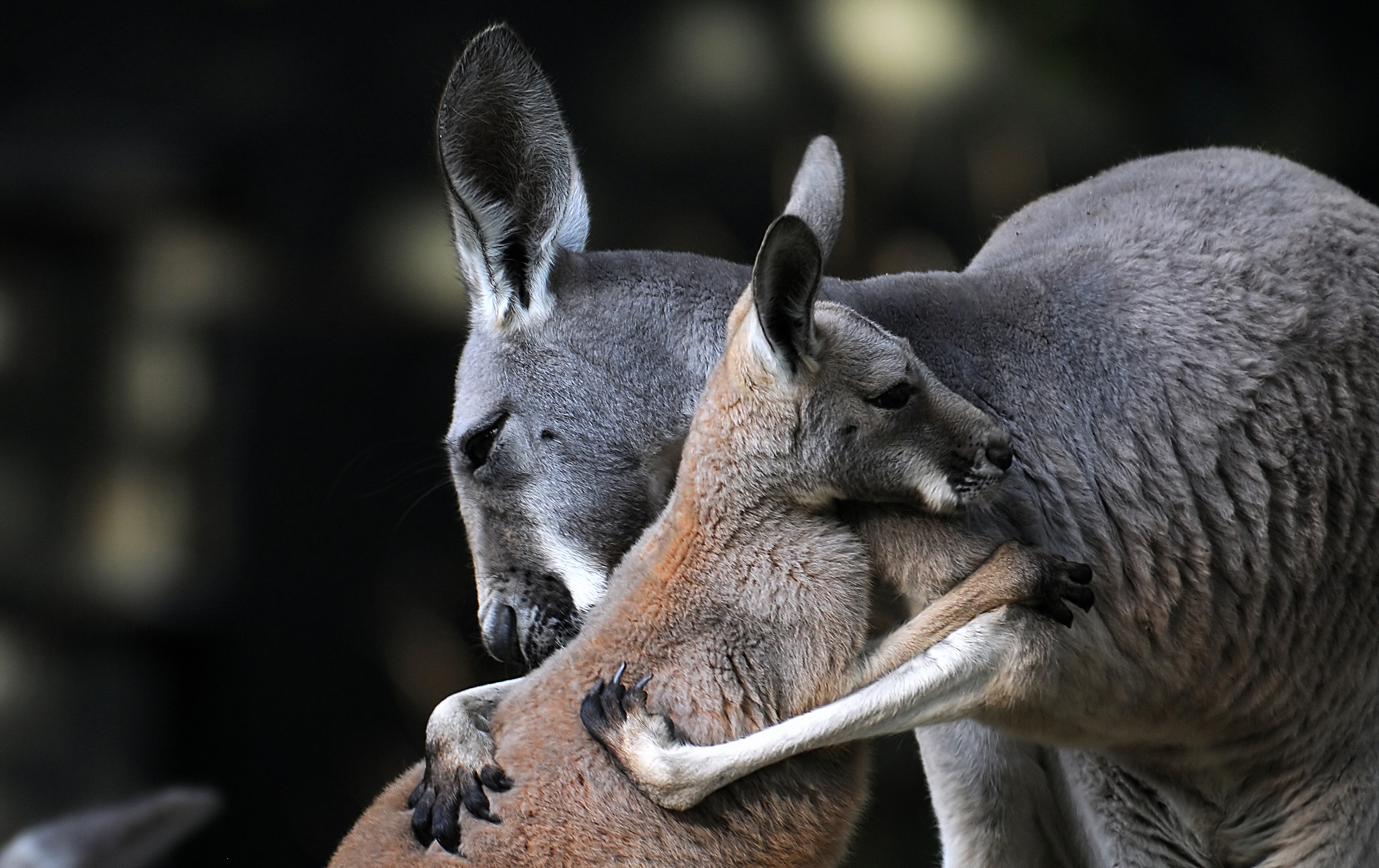 Download mobile wallpaper Love, Kangaroo, Animal, Baby Animal for free.