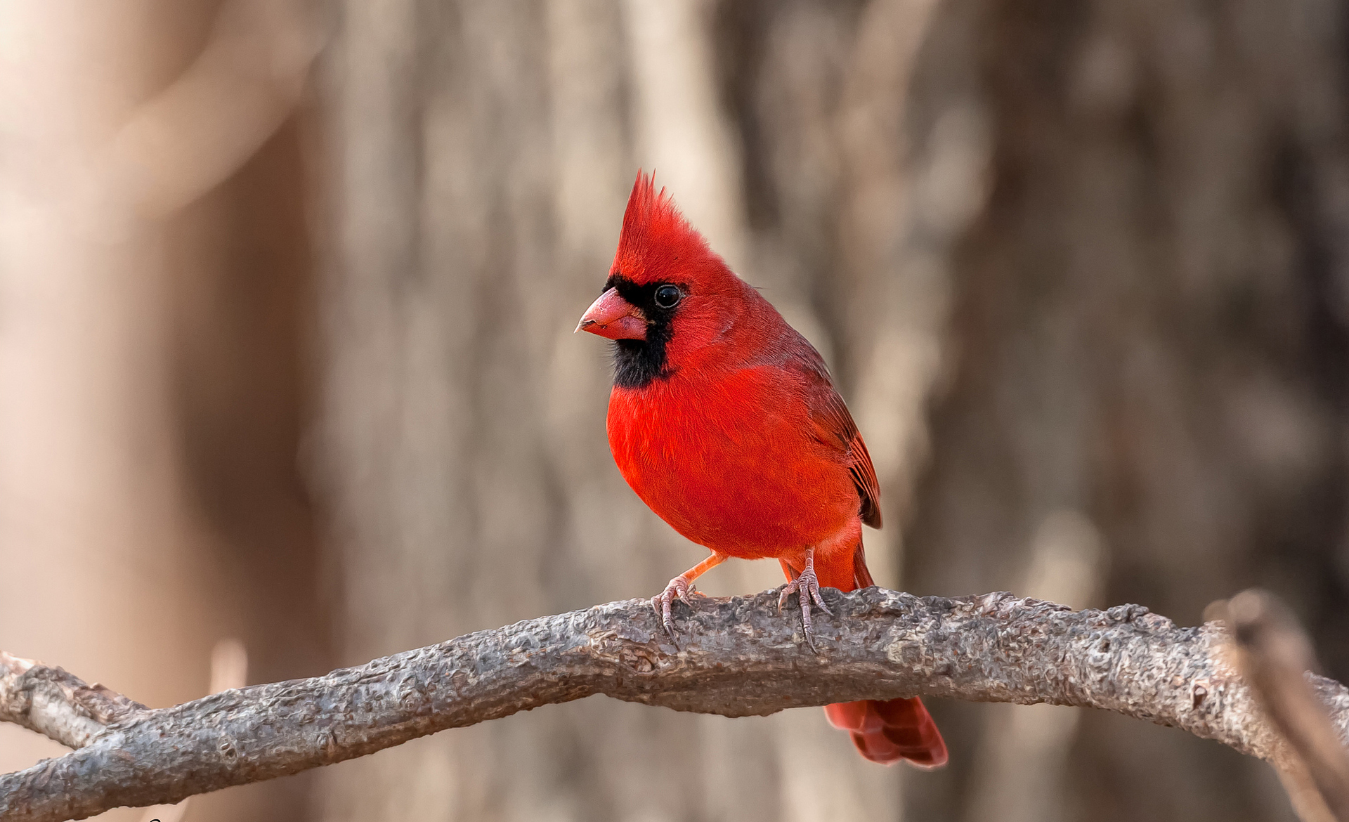 Download mobile wallpaper Birds, Bird, Animal, Cardinal for free.
