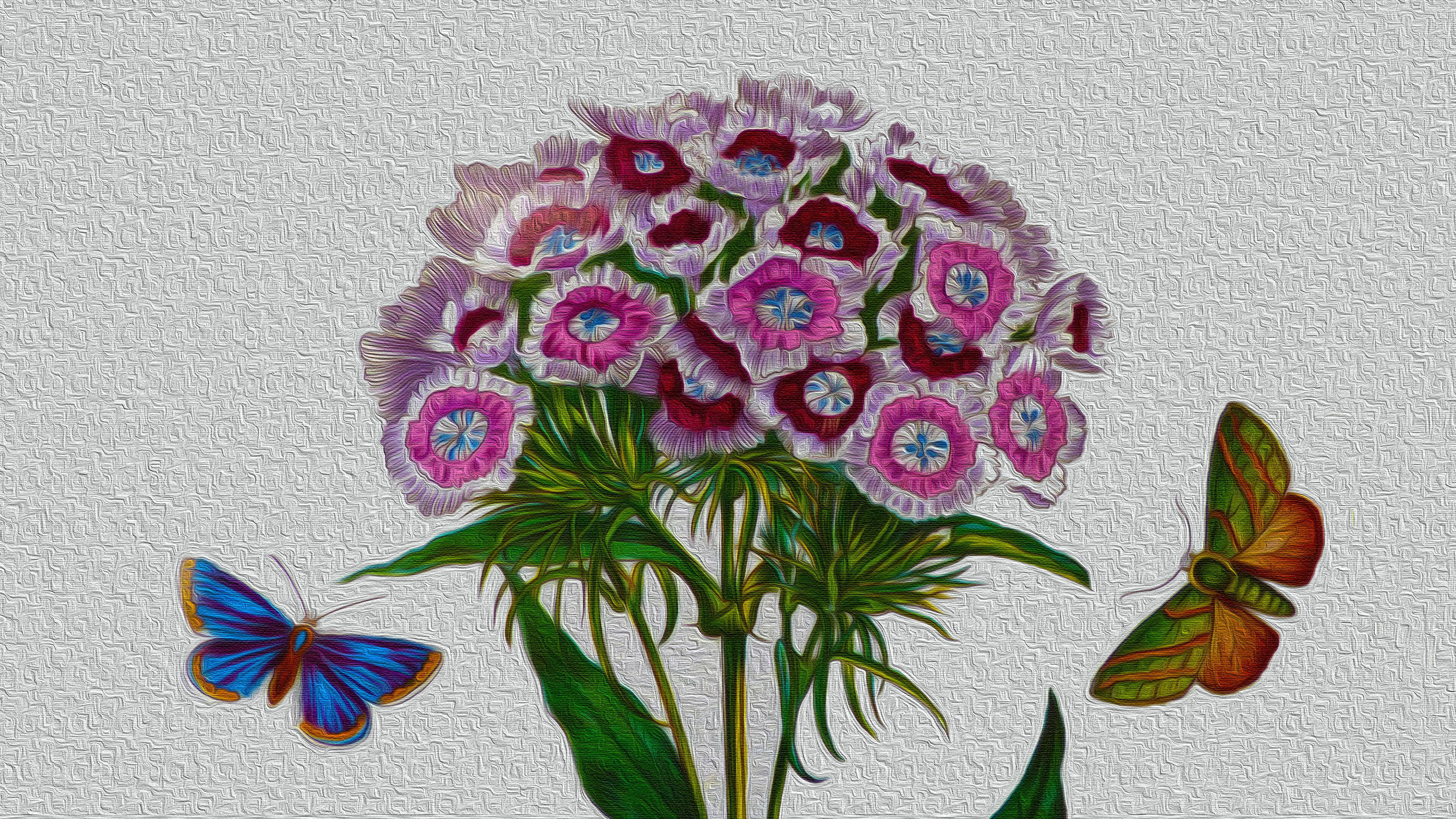 Laden Sie das Schmetterlinge, Blumen, Blume, Künstlerisch, Süßer Wilhelm-Bild kostenlos auf Ihren PC-Desktop herunter