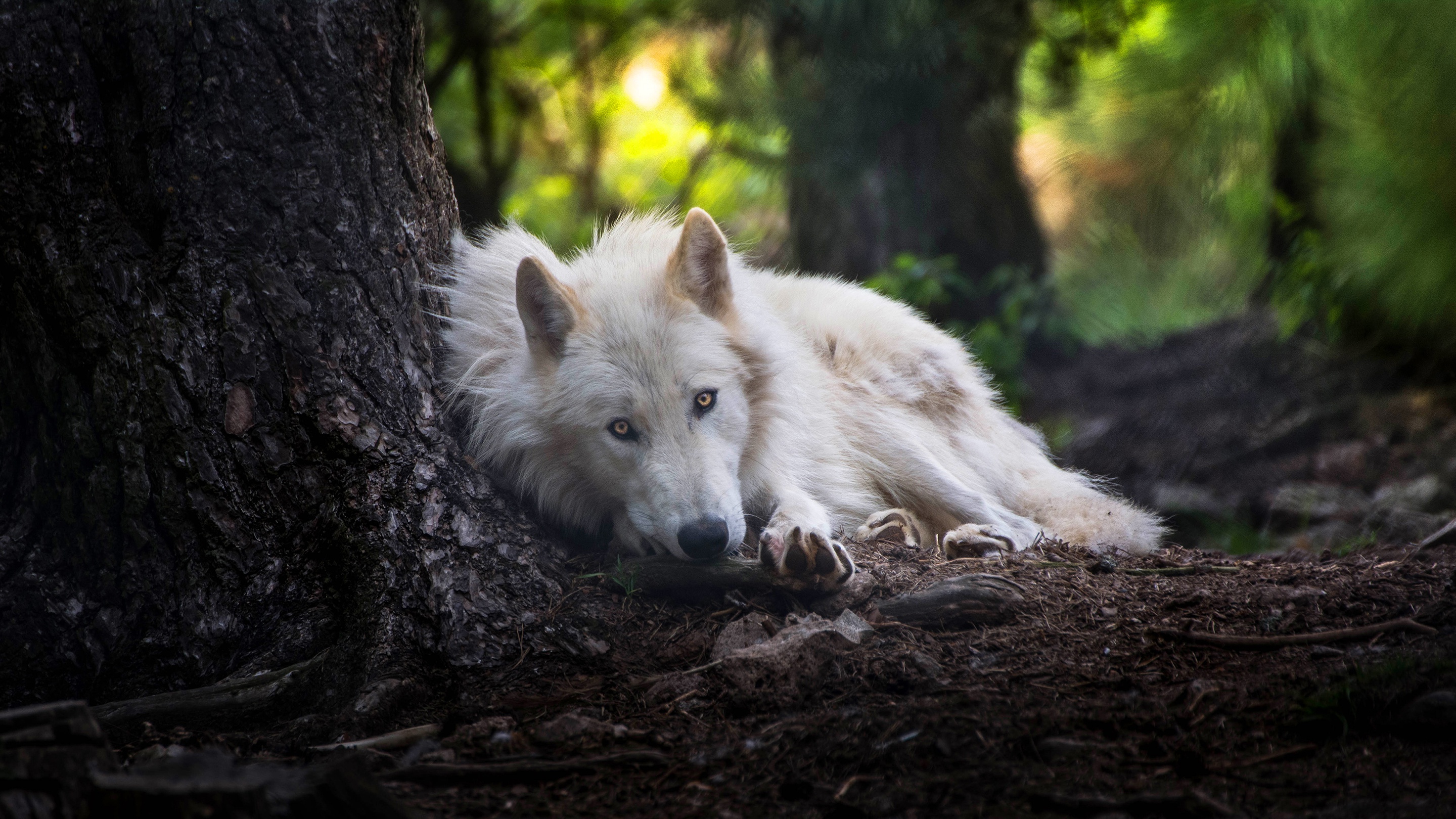 Laden Sie das Tiere, Wolf, Weißer Wolf, Wolves-Bild kostenlos auf Ihren PC-Desktop herunter