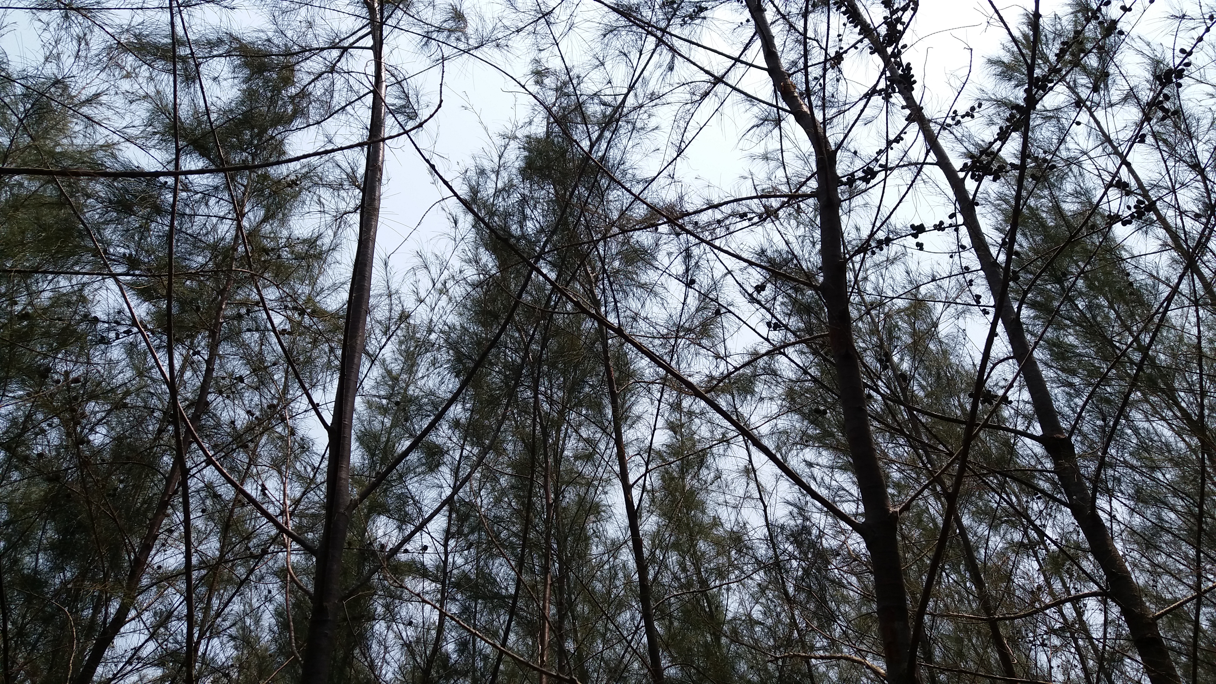 Téléchargez des papiers peints mobile Forêt, Terre/nature gratuitement.