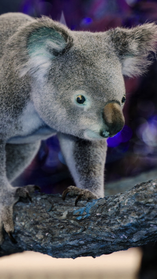 無料モバイル壁紙動物, コアラをダウンロードします。