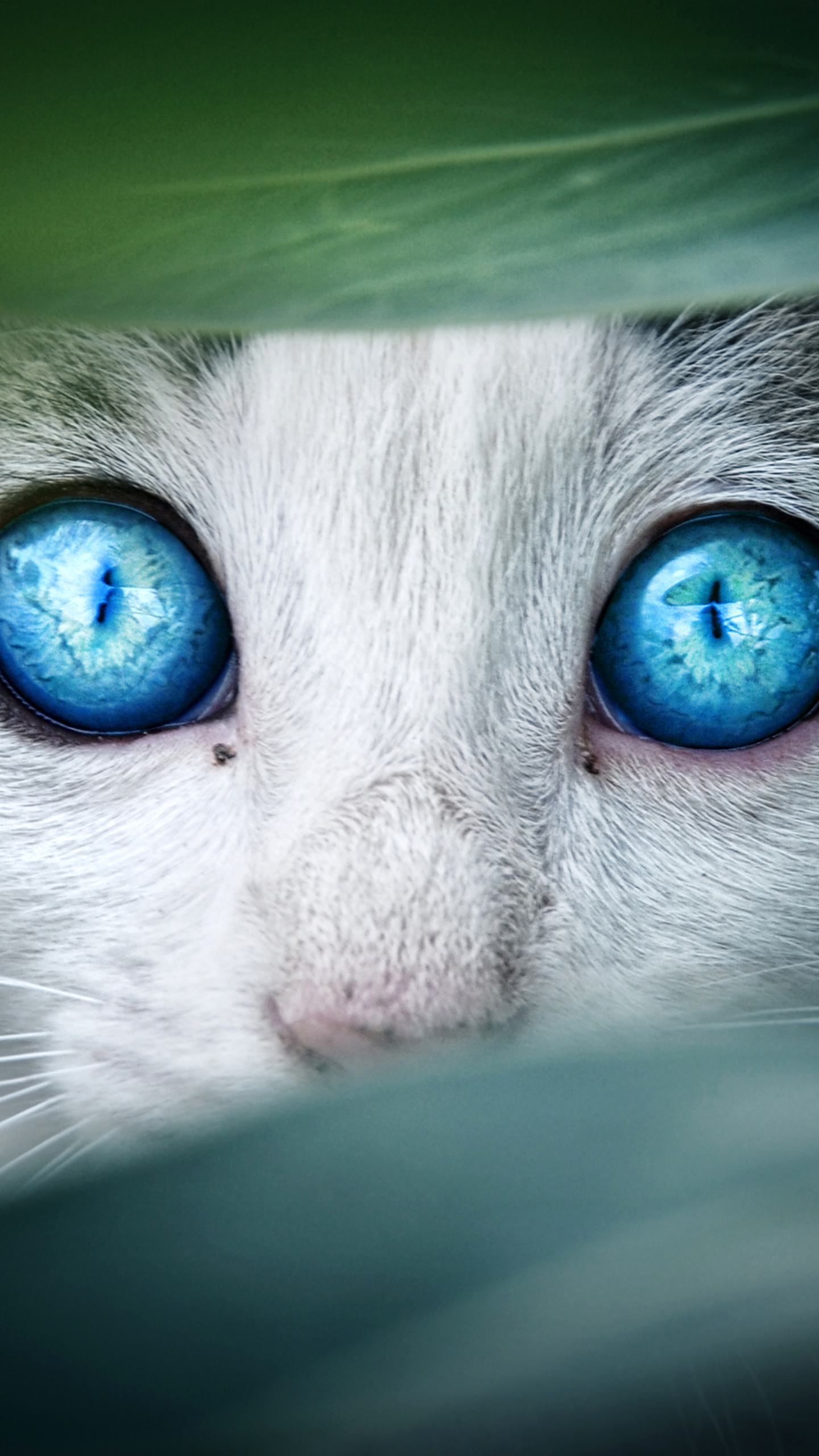 Free download wallpaper Cats, Cat, Animal, Stare on your PC desktop