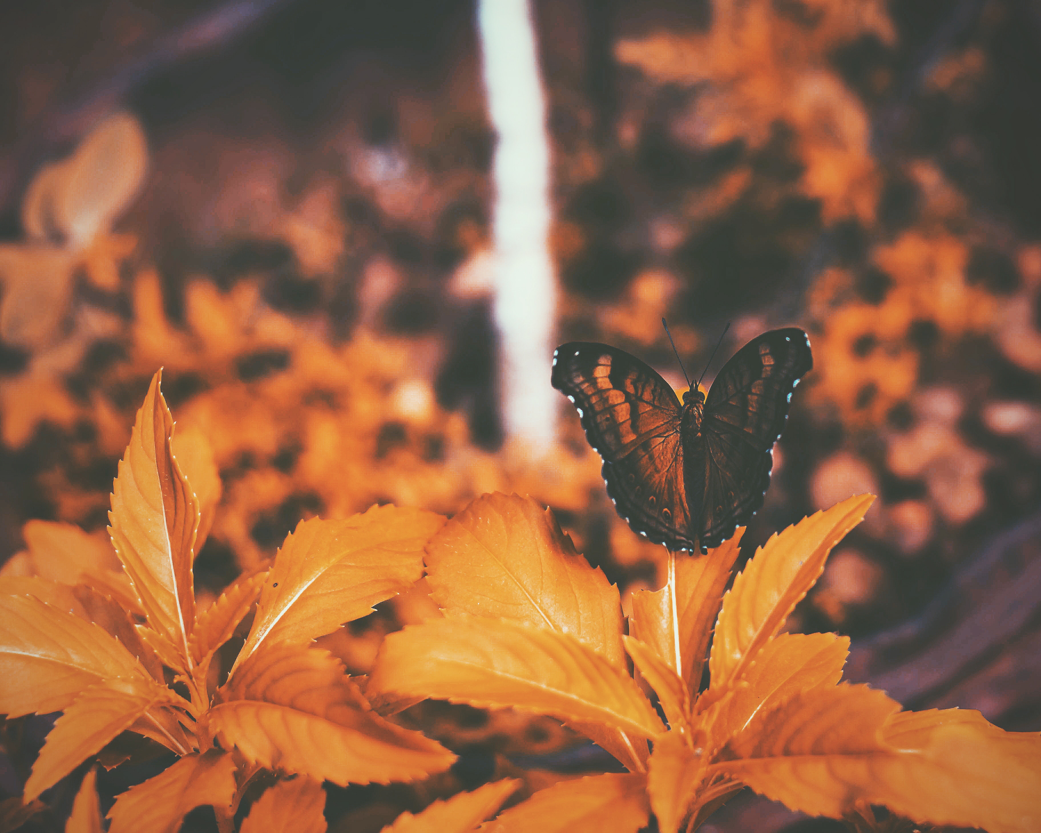 Laden Sie das Blätter, Makro, Schmetterling-Bild kostenlos auf Ihren PC-Desktop herunter