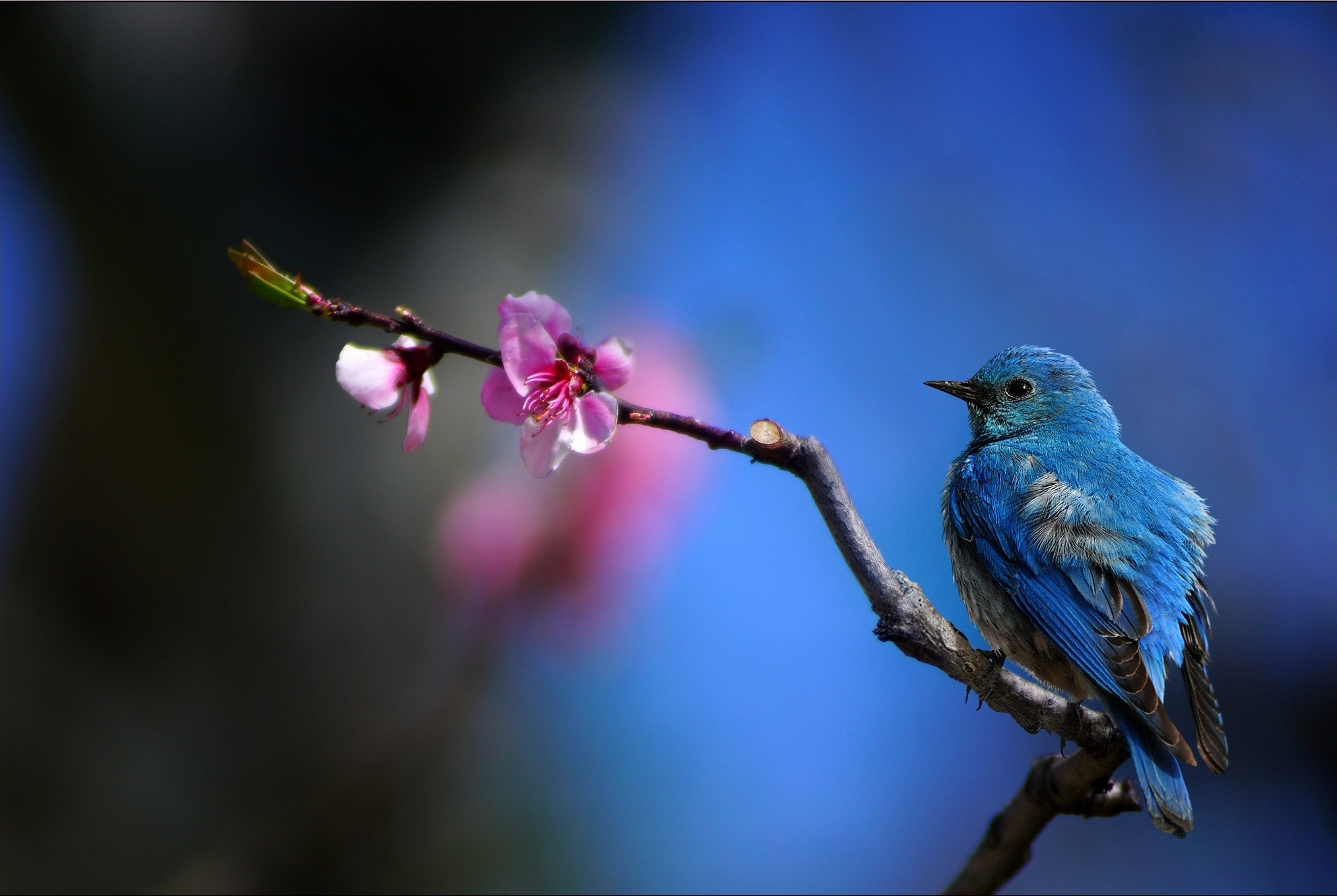 405589画像をダウンロード動物, 青い鳥, 鳥, 花, ブランチ-壁紙とスクリーンセーバーを無料で