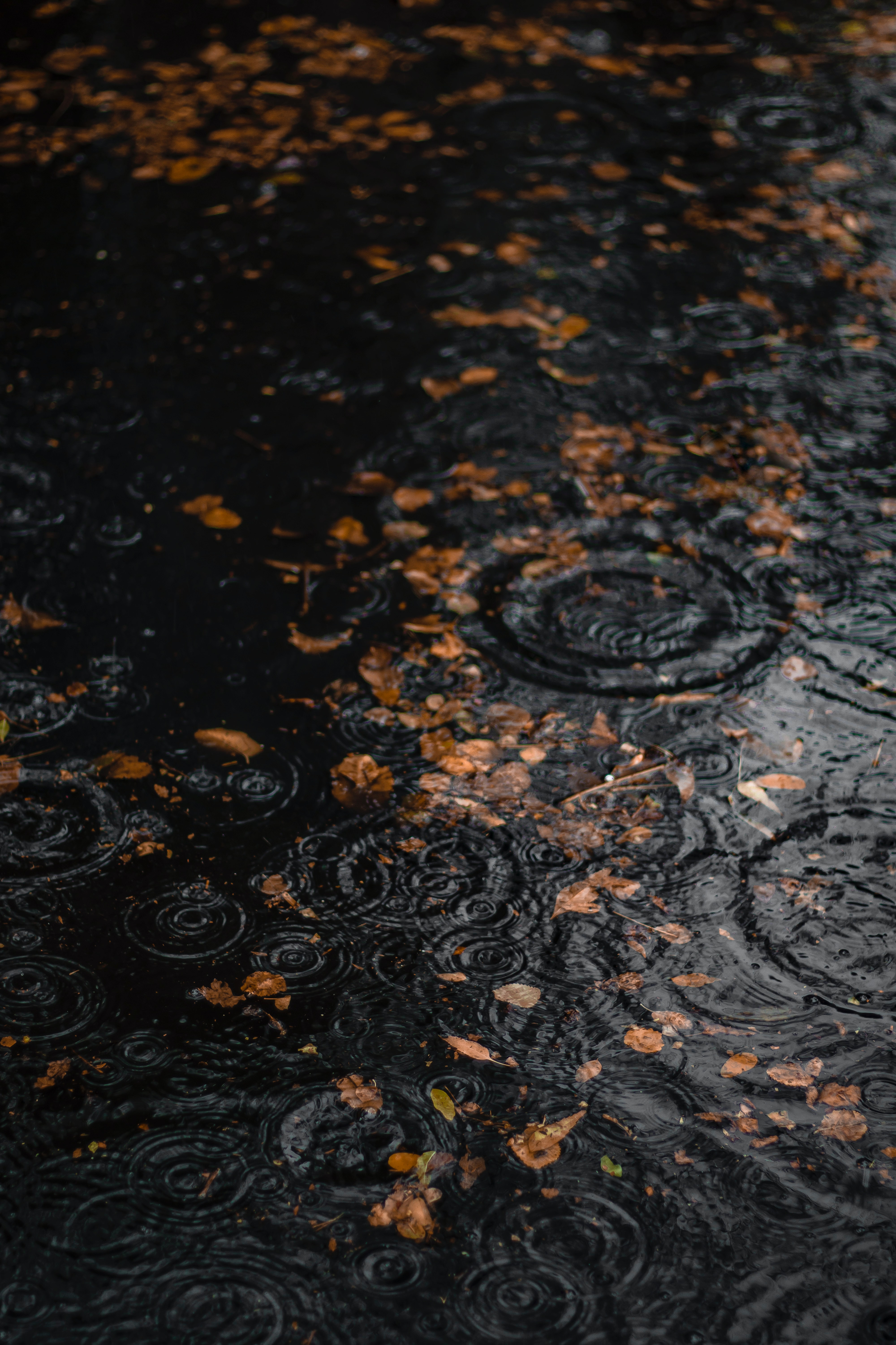 Download mobile wallpaper Puddle, Leaves, Macro, Drops, Autumn, Rain for free.