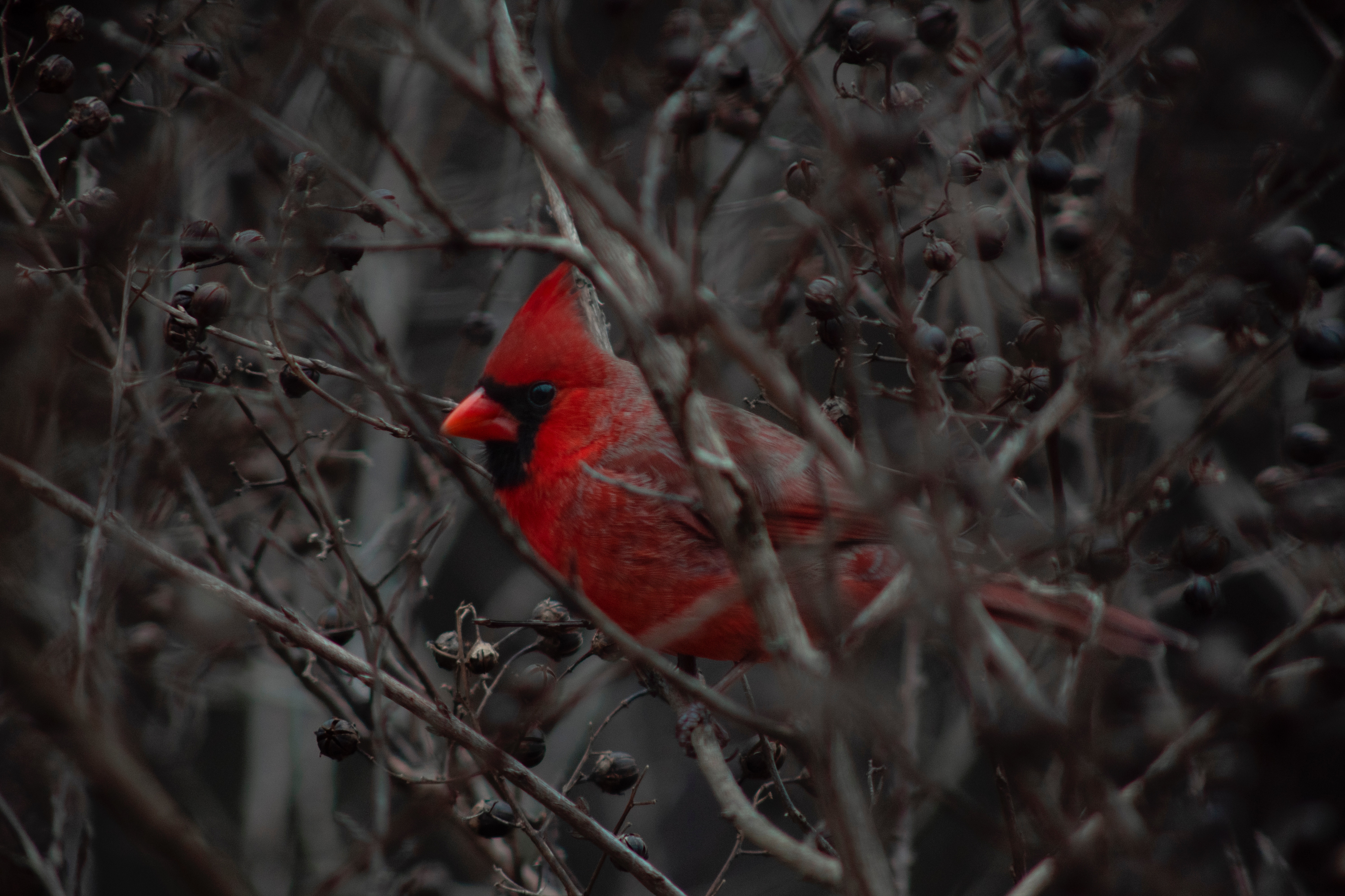 Free download wallpaper Bird, Branches, Cardinal, Animals, Beak on your PC desktop