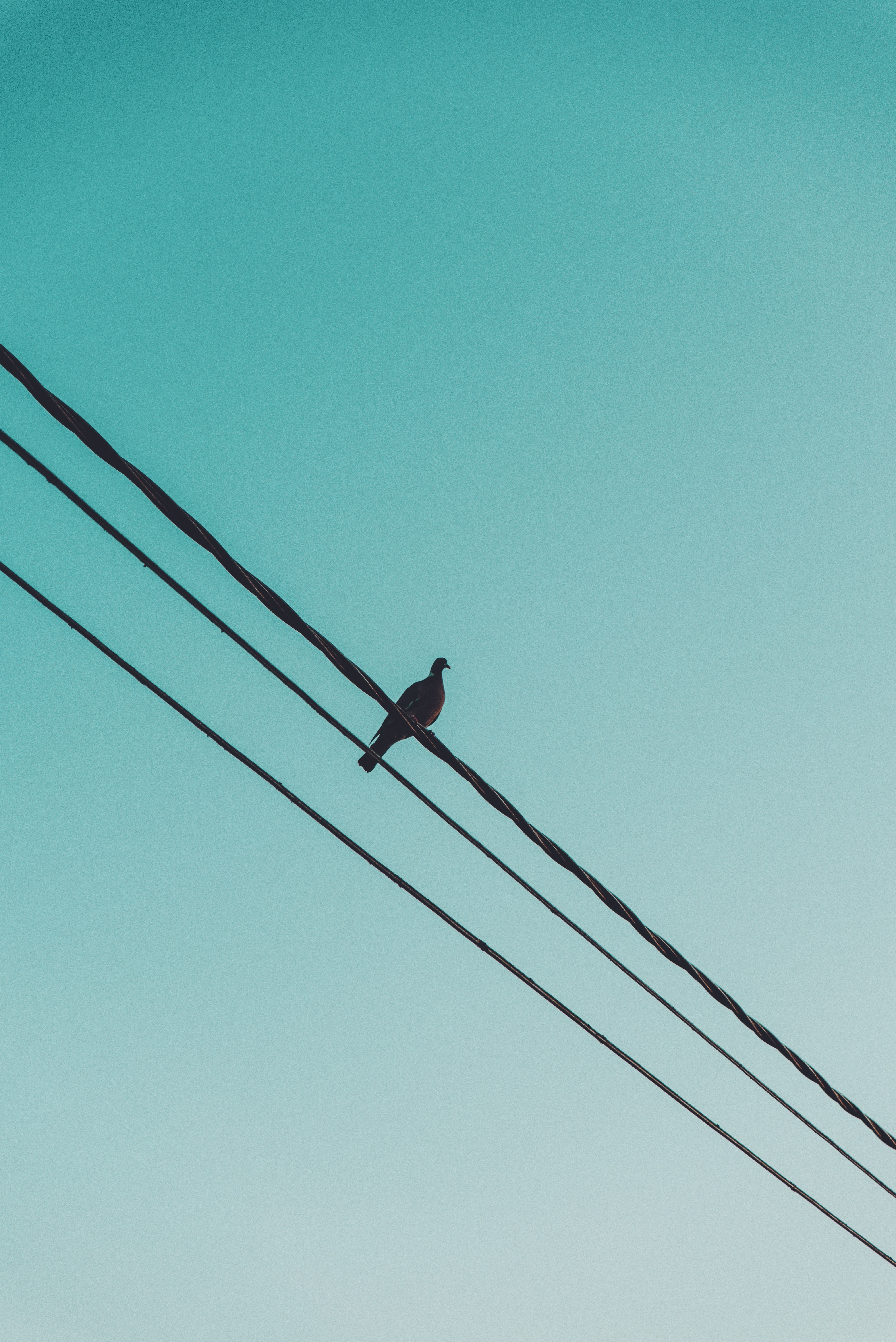 wires, dove, animals, sky, wire 8K