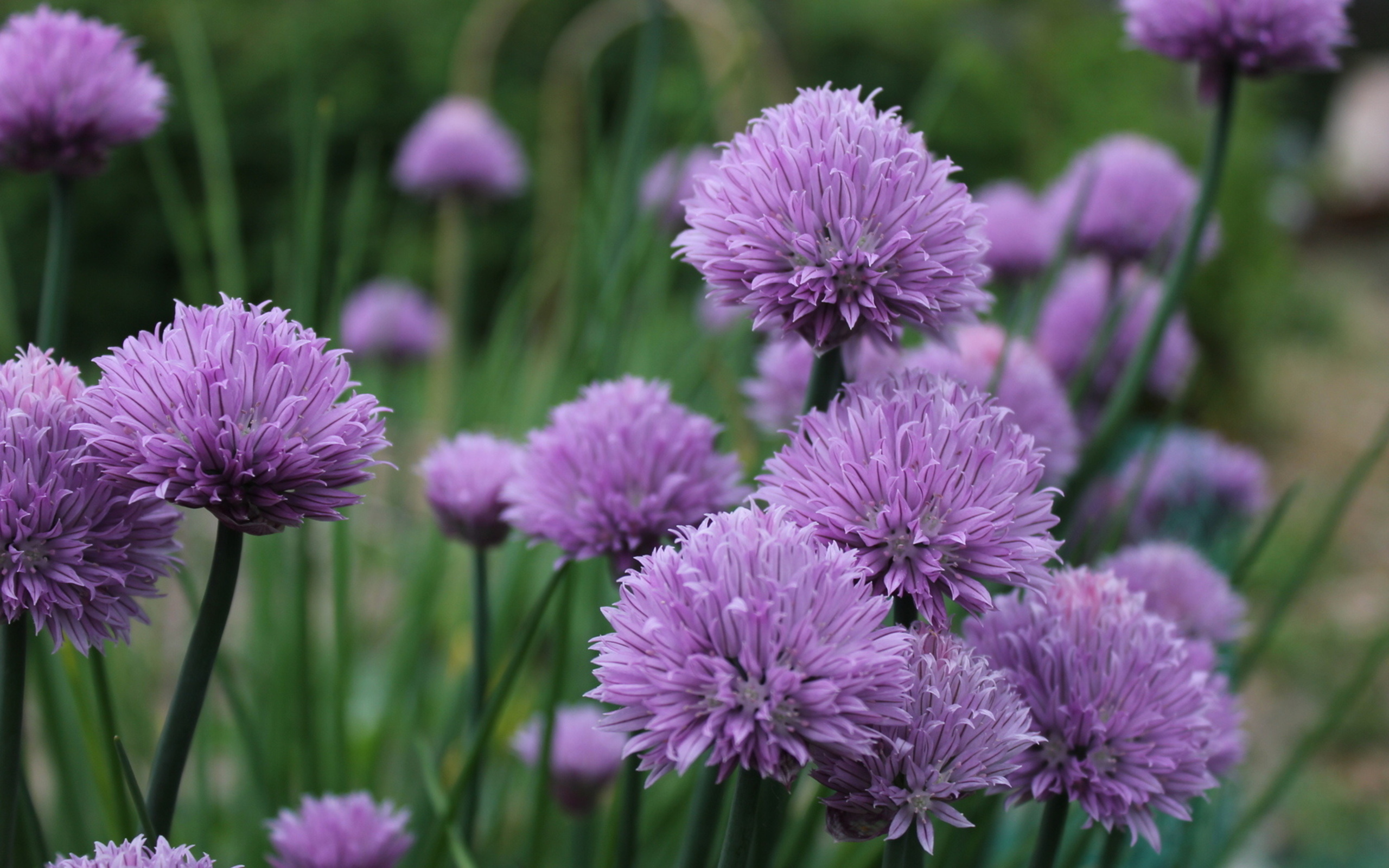 Descarga gratis la imagen Flores, Flor, Flor Purpura, Tierra/naturaleza en el escritorio de tu PC