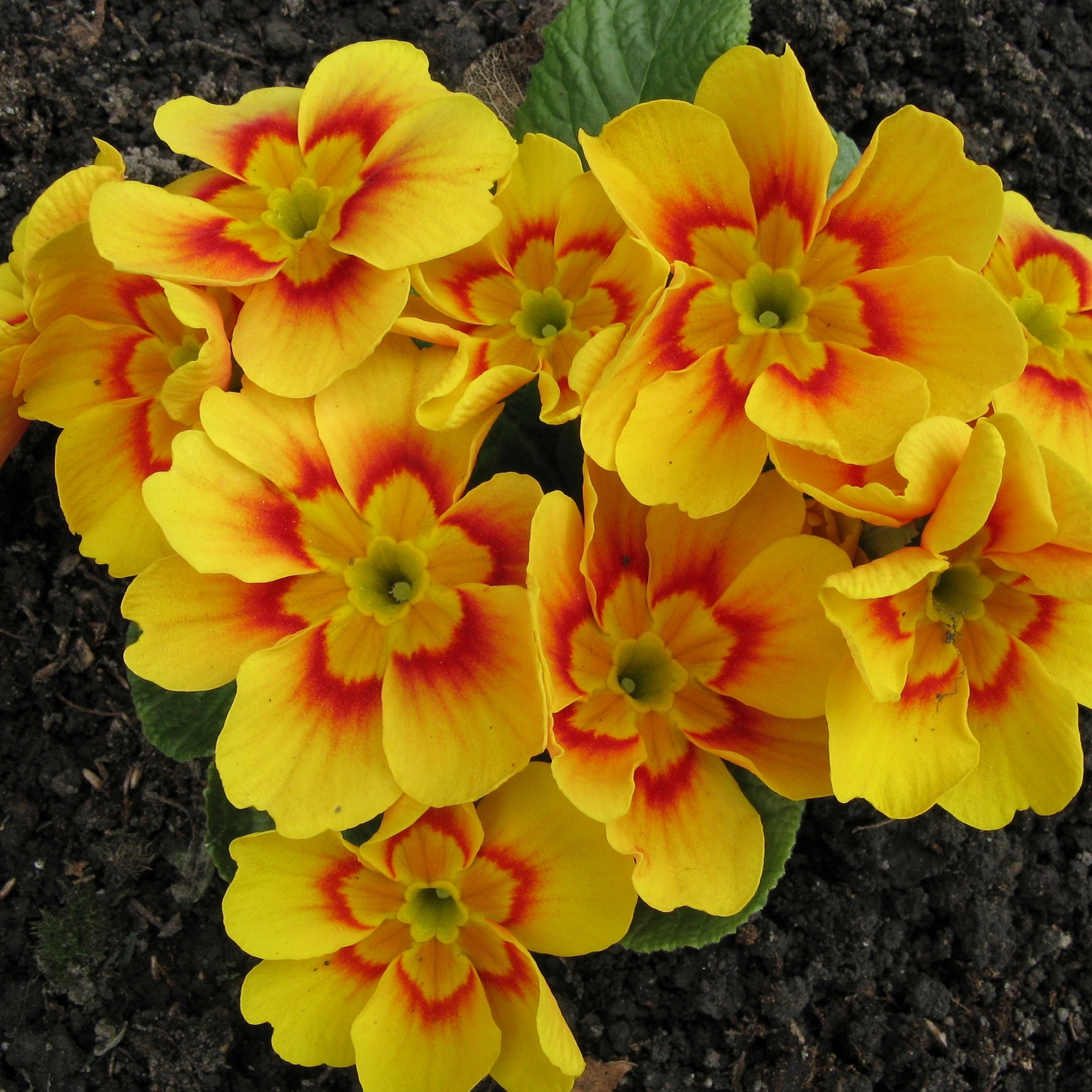 Free download wallpaper Flowers, Flower, Earth, Yellow Flower, Primula on your PC desktop