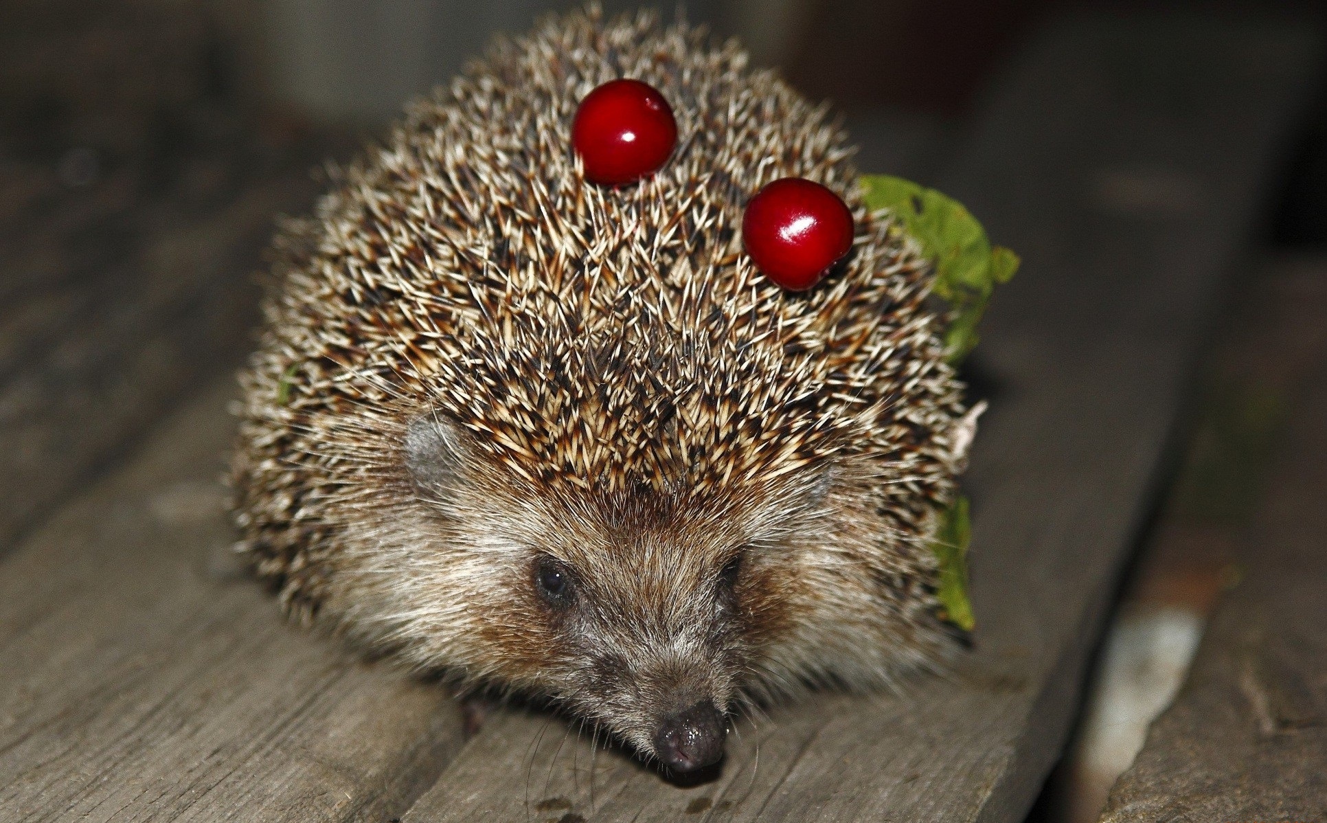 Free download wallpaper Cherry, Animal, Hedgehog on your PC desktop