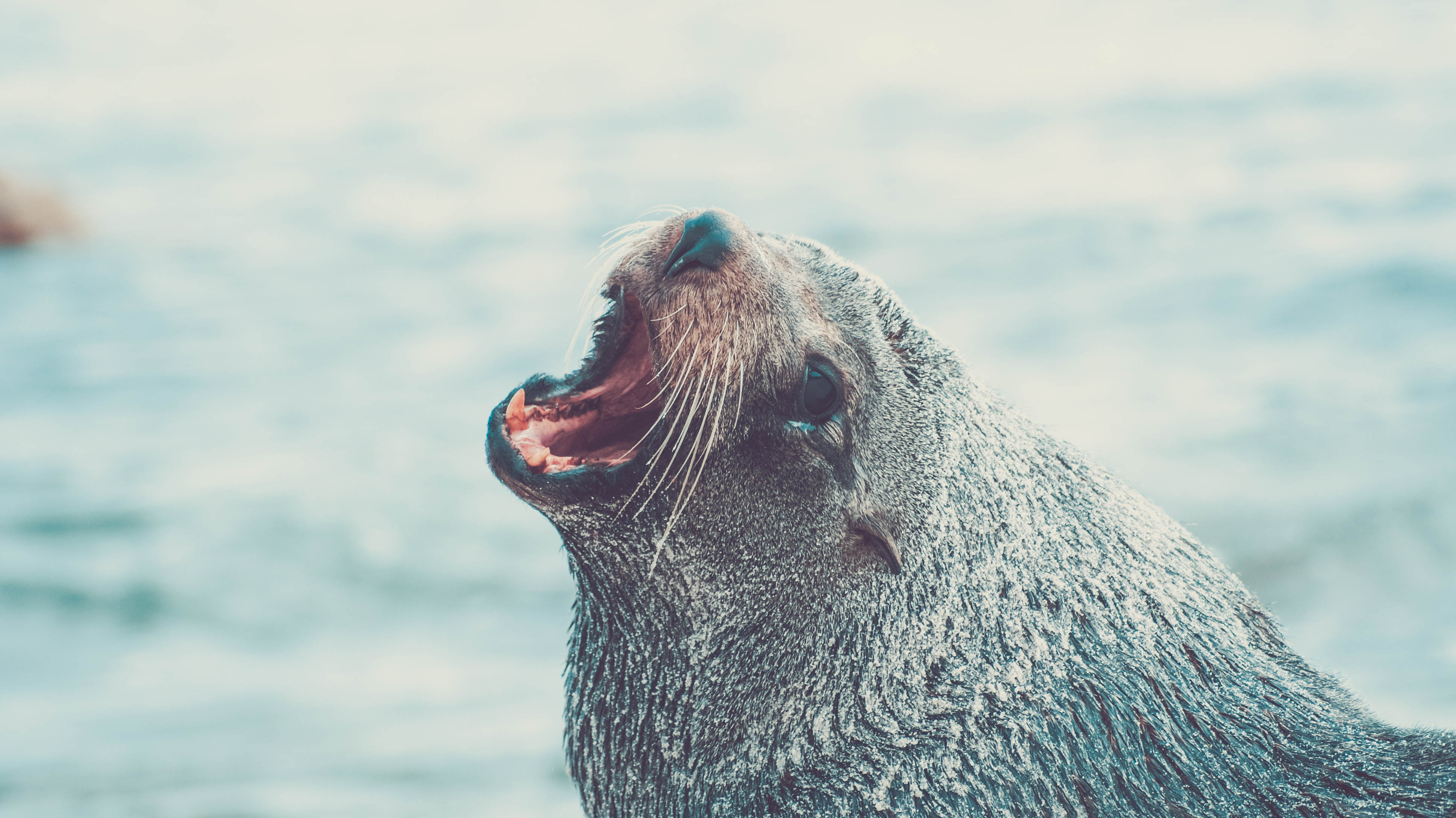 141560 descargar imagen animales, agua, bozal, grito, llorar, piel de foca, lobo marino: fondos de pantalla y protectores de pantalla gratis