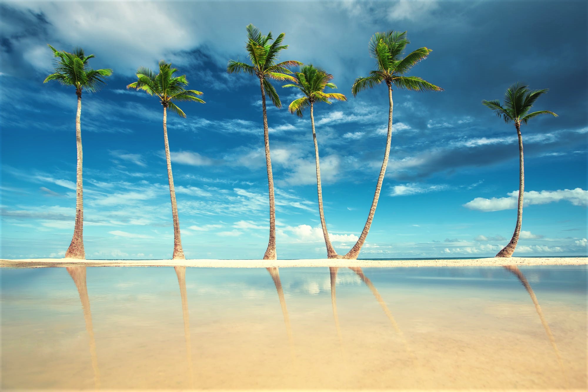 Free download wallpaper Sea, Horizon, Tree, Ocean, Earth, Palm Tree on your PC desktop