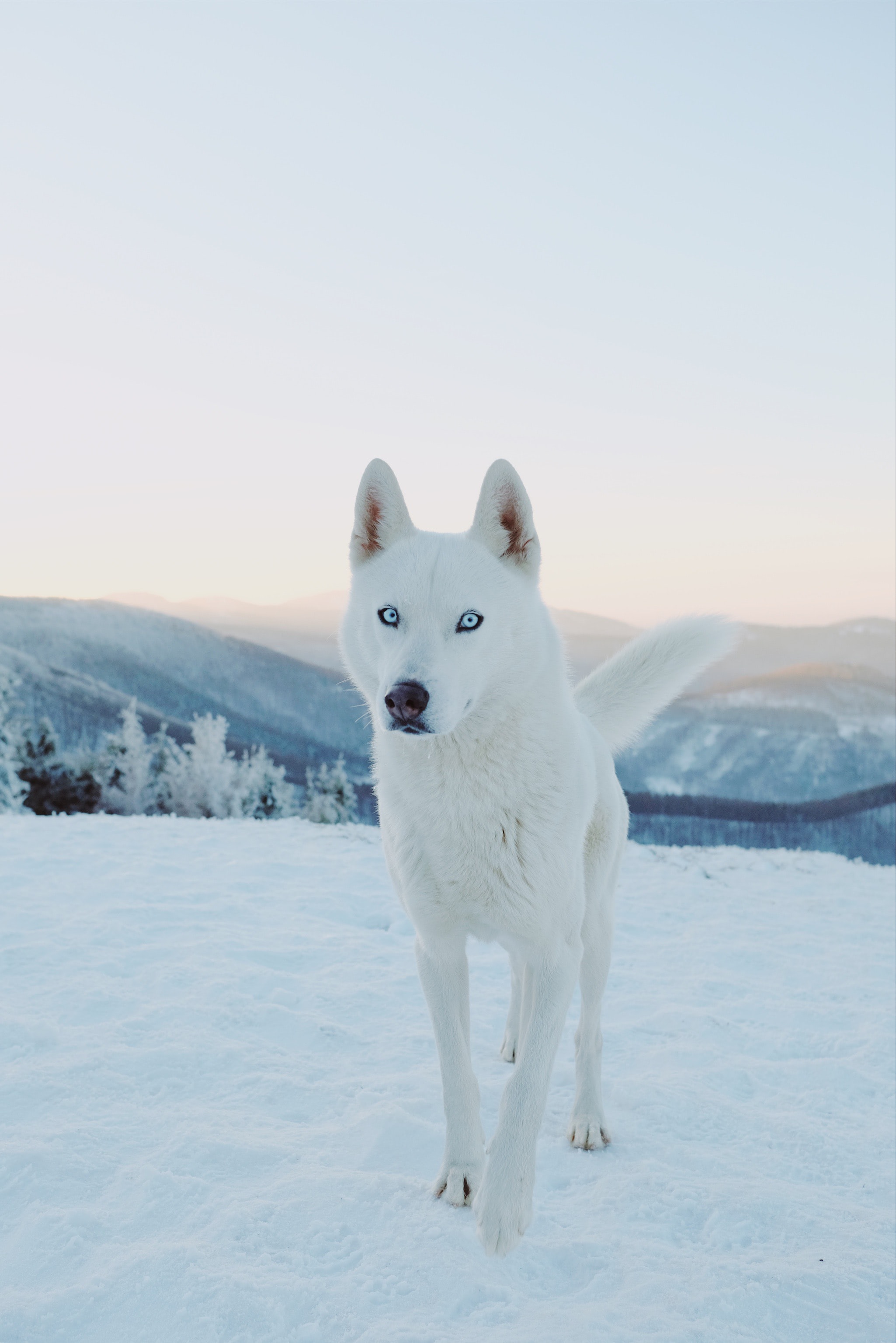husky, animals, dog, snow, white