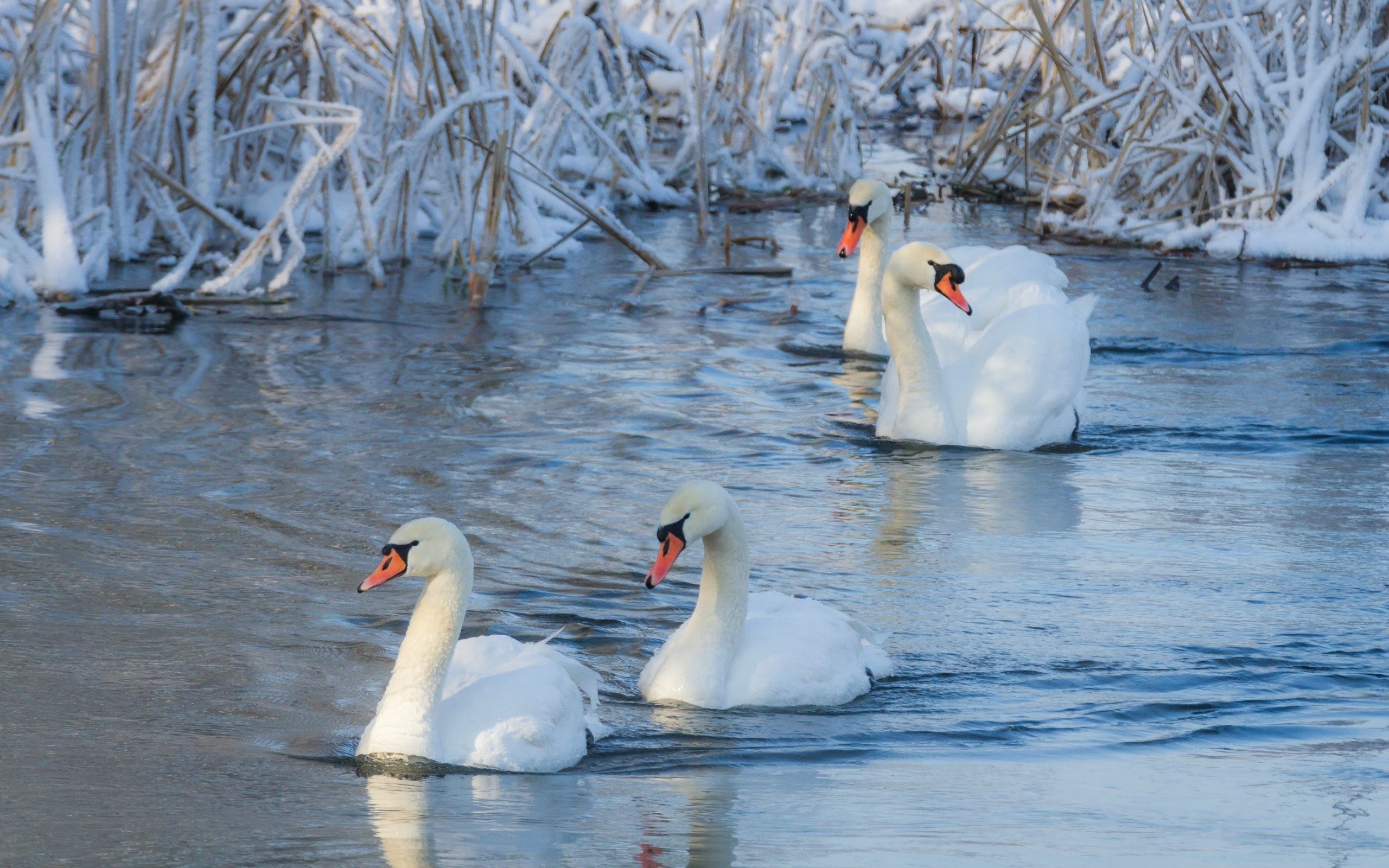 Download mobile wallpaper Winter, Birds, Snow, Bird, Animal, Swan, Mute Swan for free.