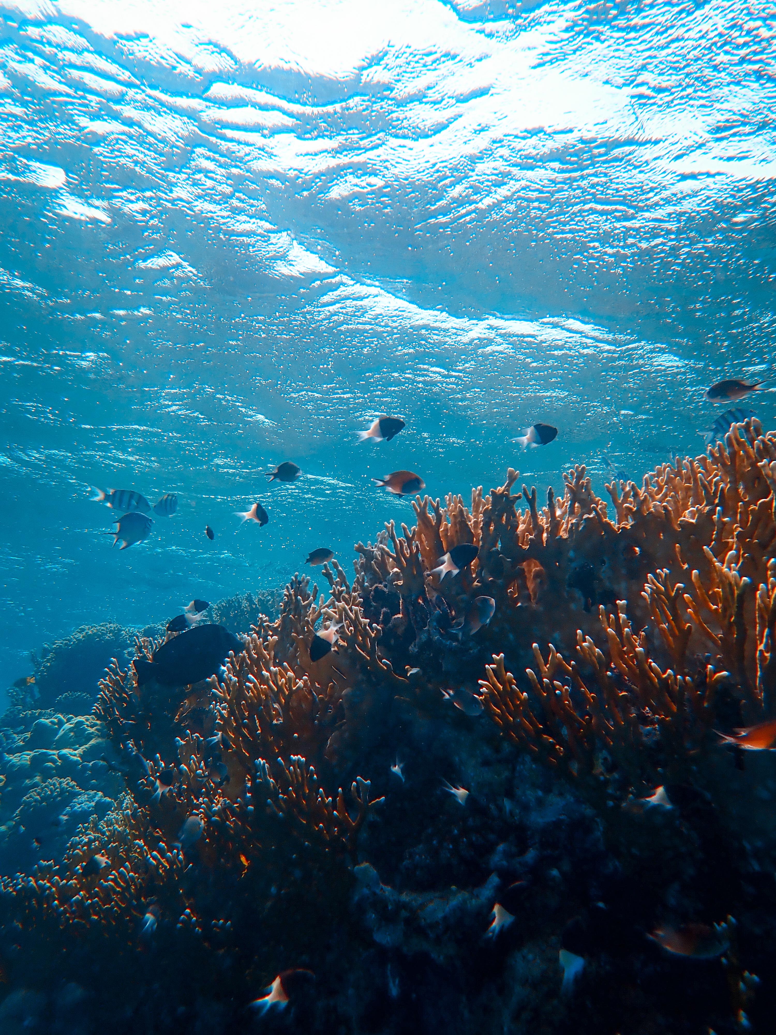 62620 baixar imagens natureza, peixes, coral, oceano, mundo subaquático, algas marinhas, alga - papéis de parede e protetores de tela gratuitamente