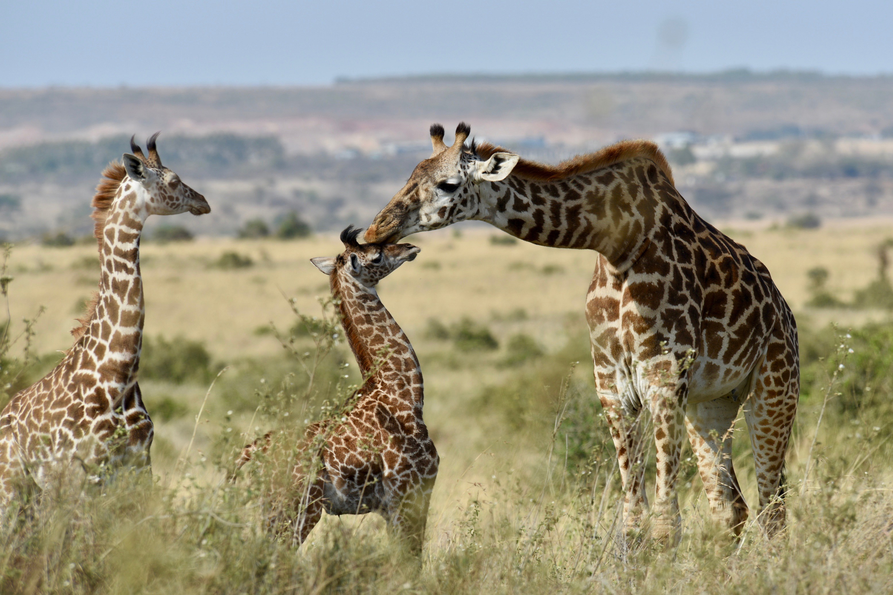 Скачати мобільні шпалери Тварина, Жираф, Африка, Дитинча Тварини безкоштовно.