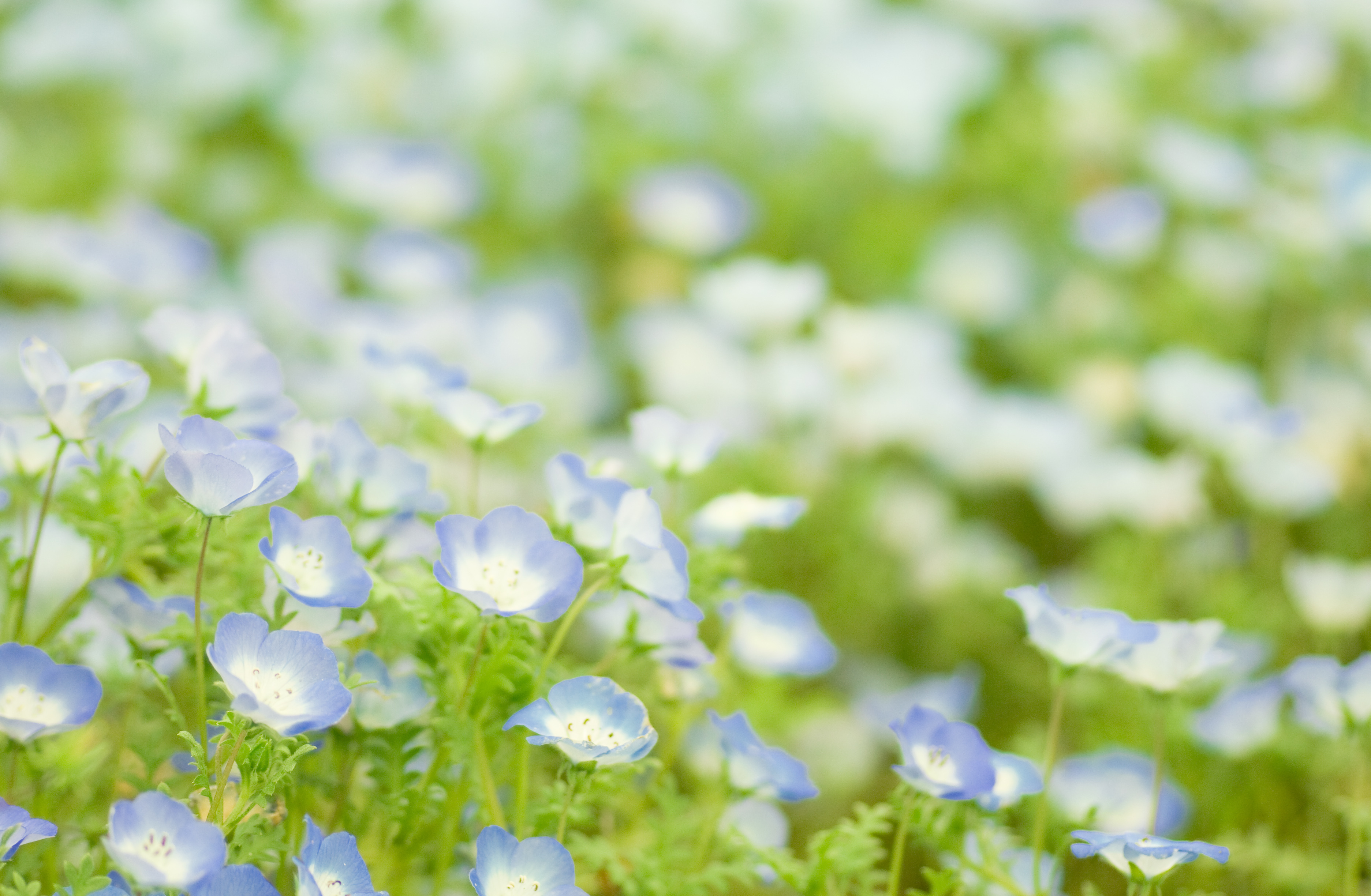 Descarga gratuita de fondo de pantalla para móvil de Flores, Flor, Tierra/naturaleza.