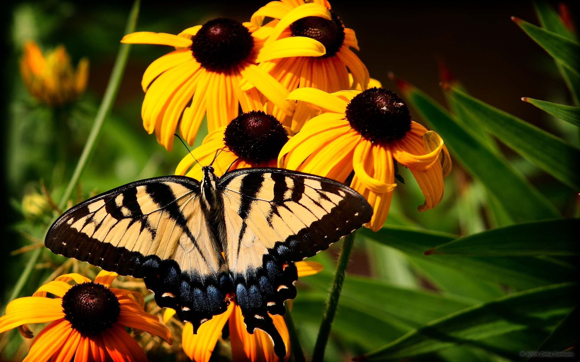 Free download wallpaper Flowers, Insects, Butterflies on your PC desktop