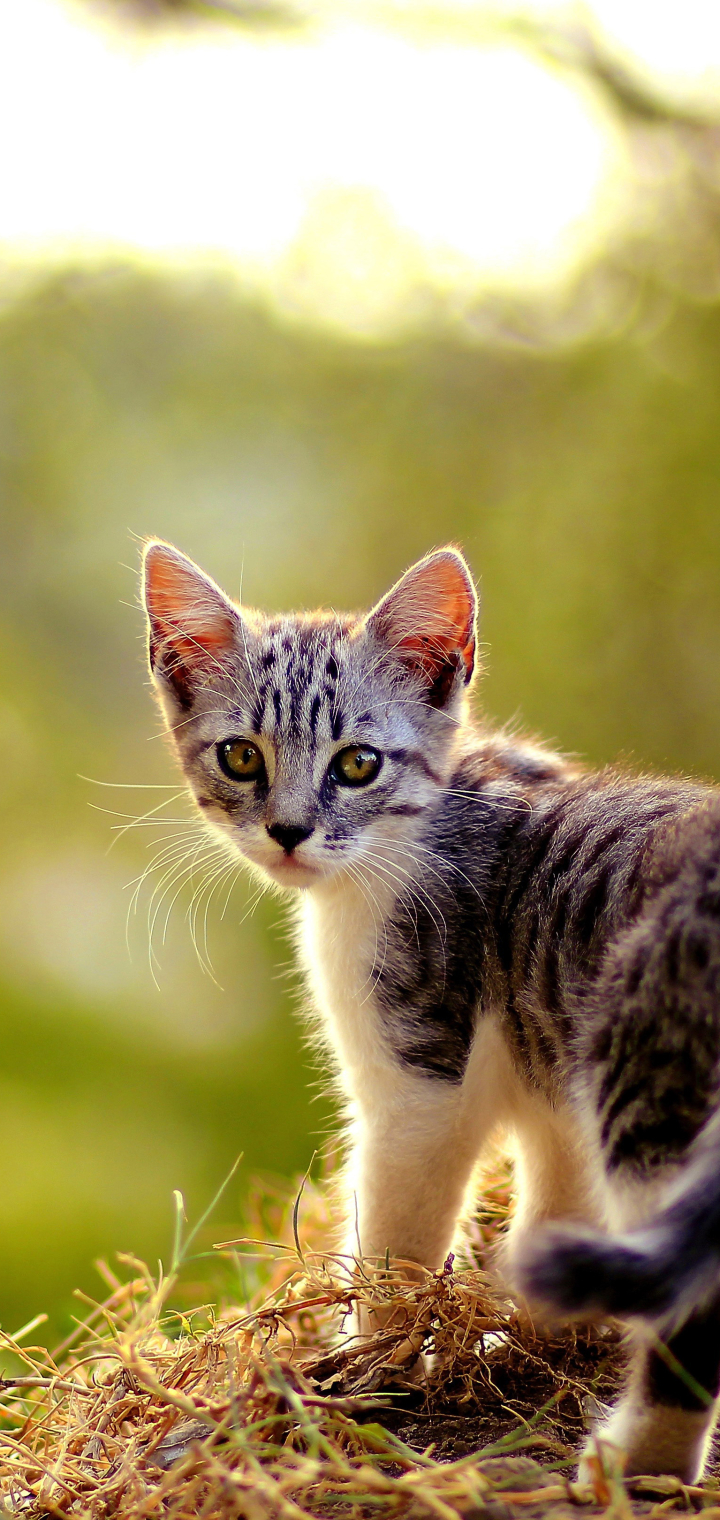 Descarga gratuita de fondo de pantalla para móvil de Animales, Gatos, Hierba, Gato, Gatito, Césped.