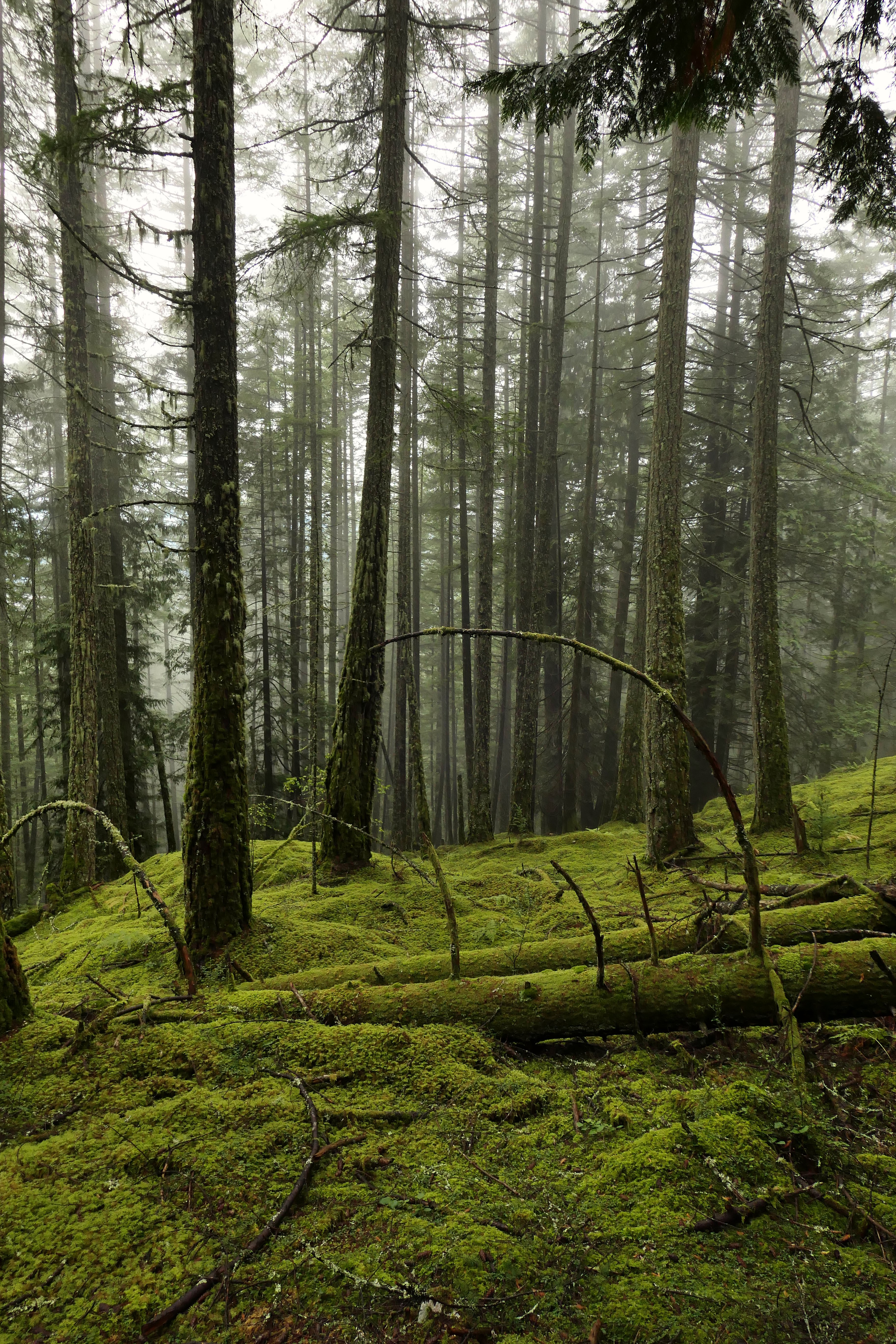 156755 скачать картинку туман, природа, деревья, лес, мох - обои и заставки бесплатно