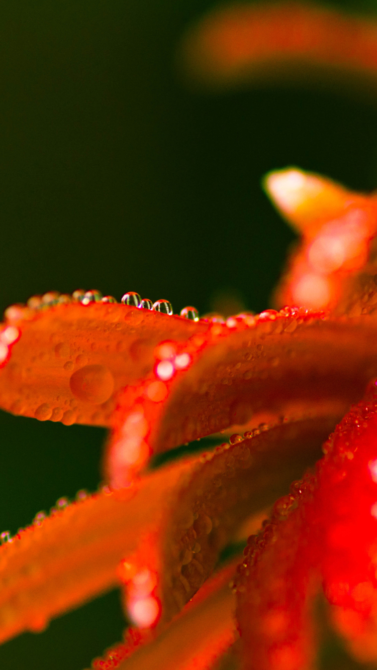 Descarga gratuita de fondo de pantalla para móvil de Flores, Flor, Tierra/naturaleza.