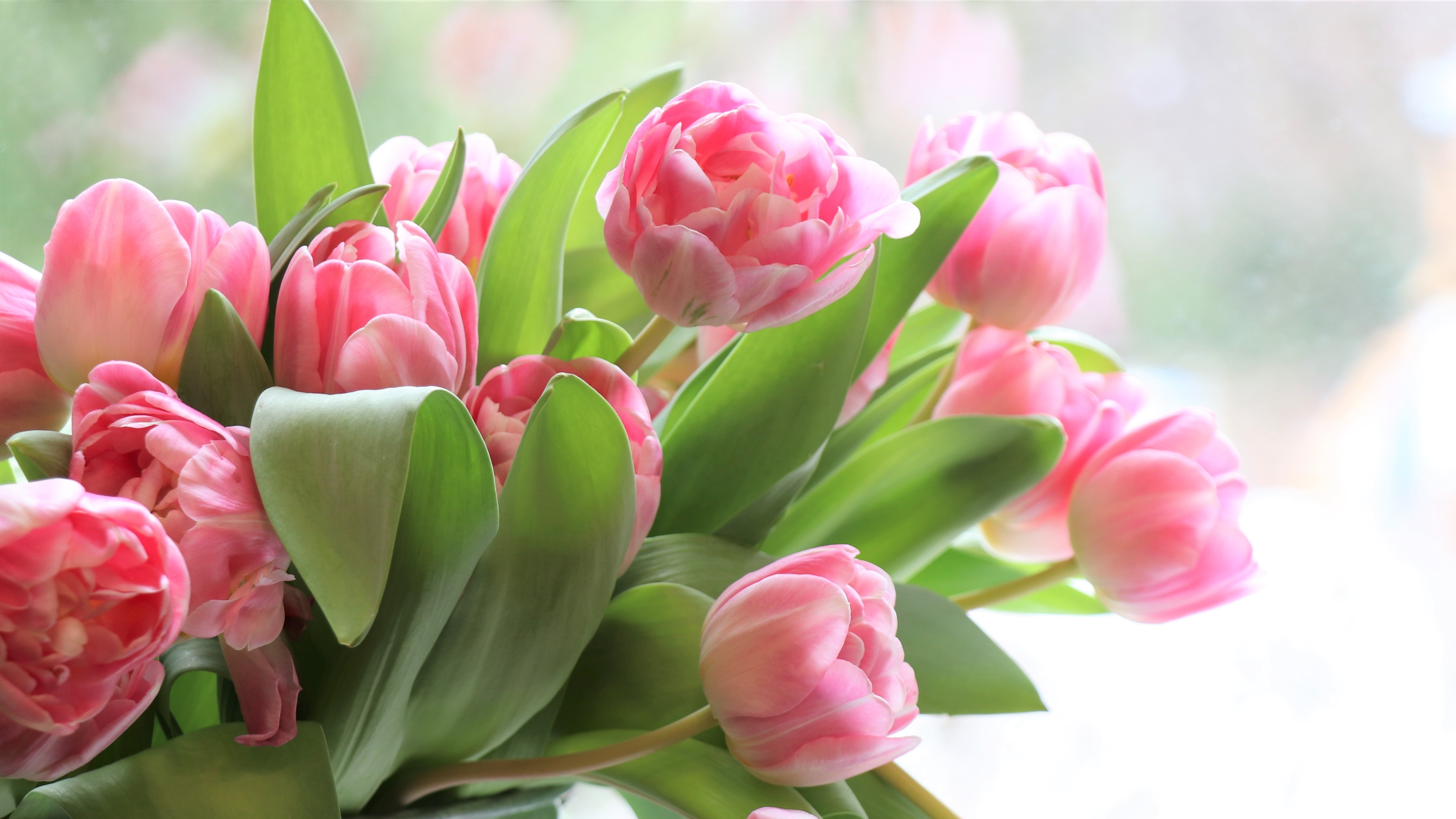 無料モバイル壁紙自然, フラワーズ, チューリップ, 花, 地球, ピンクの花をダウンロードします。