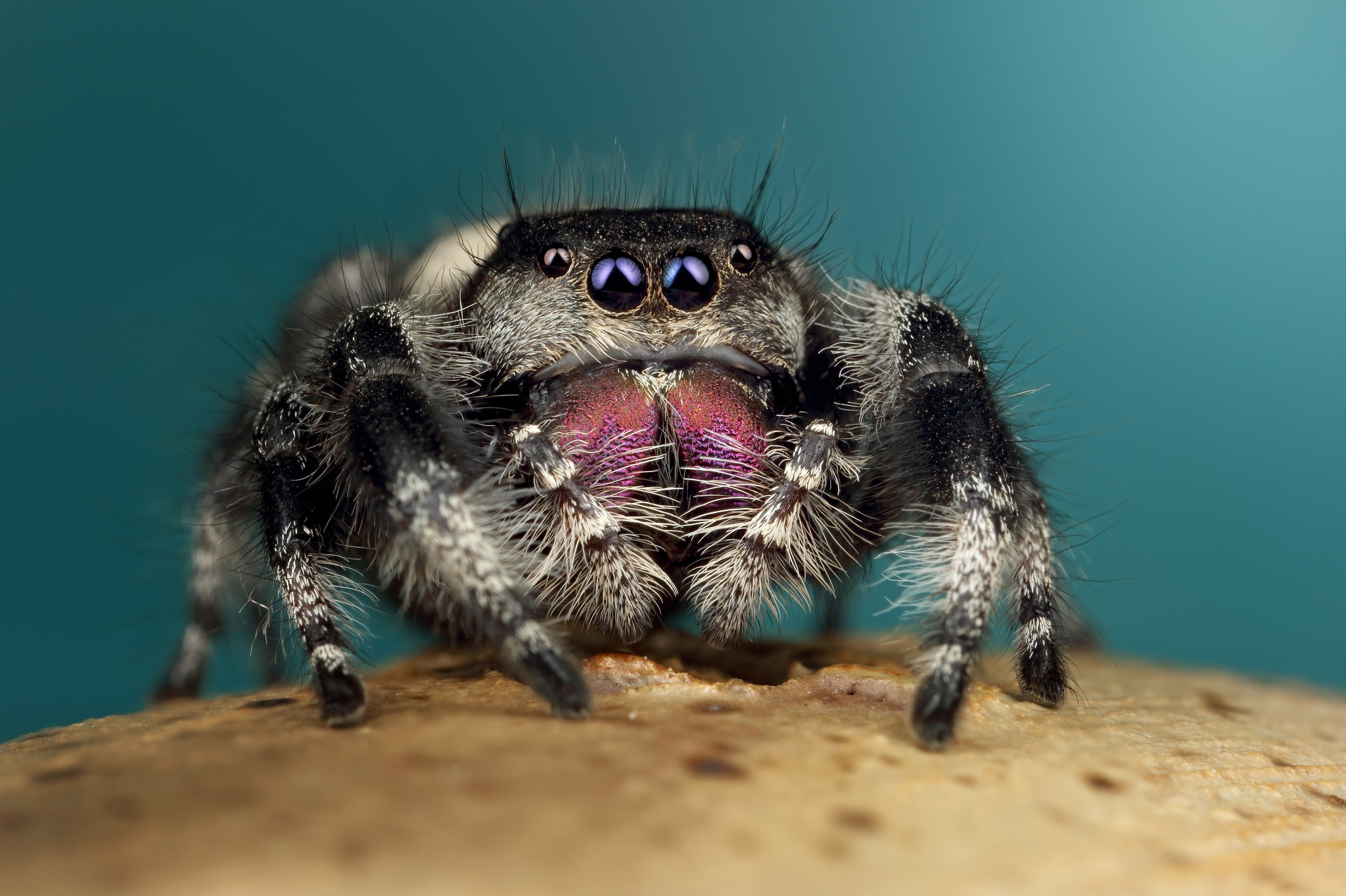Download mobile wallpaper Spiders, Macro, Animal, Spider, Arachnid, Jumping Spider for free.