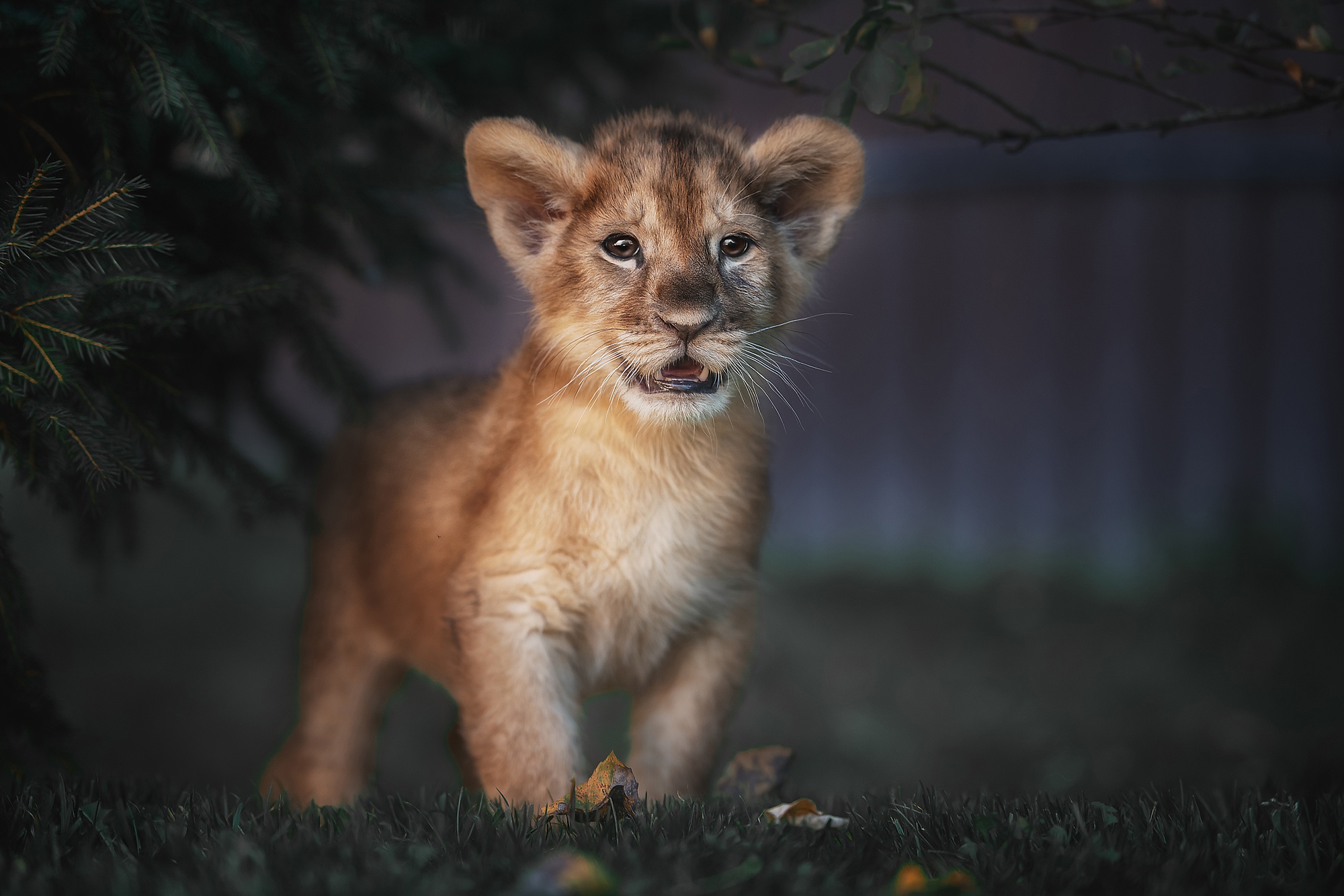 Baixe gratuitamente a imagem Animais, Gatos, Leão, Animal Bebê, Filhote na área de trabalho do seu PC