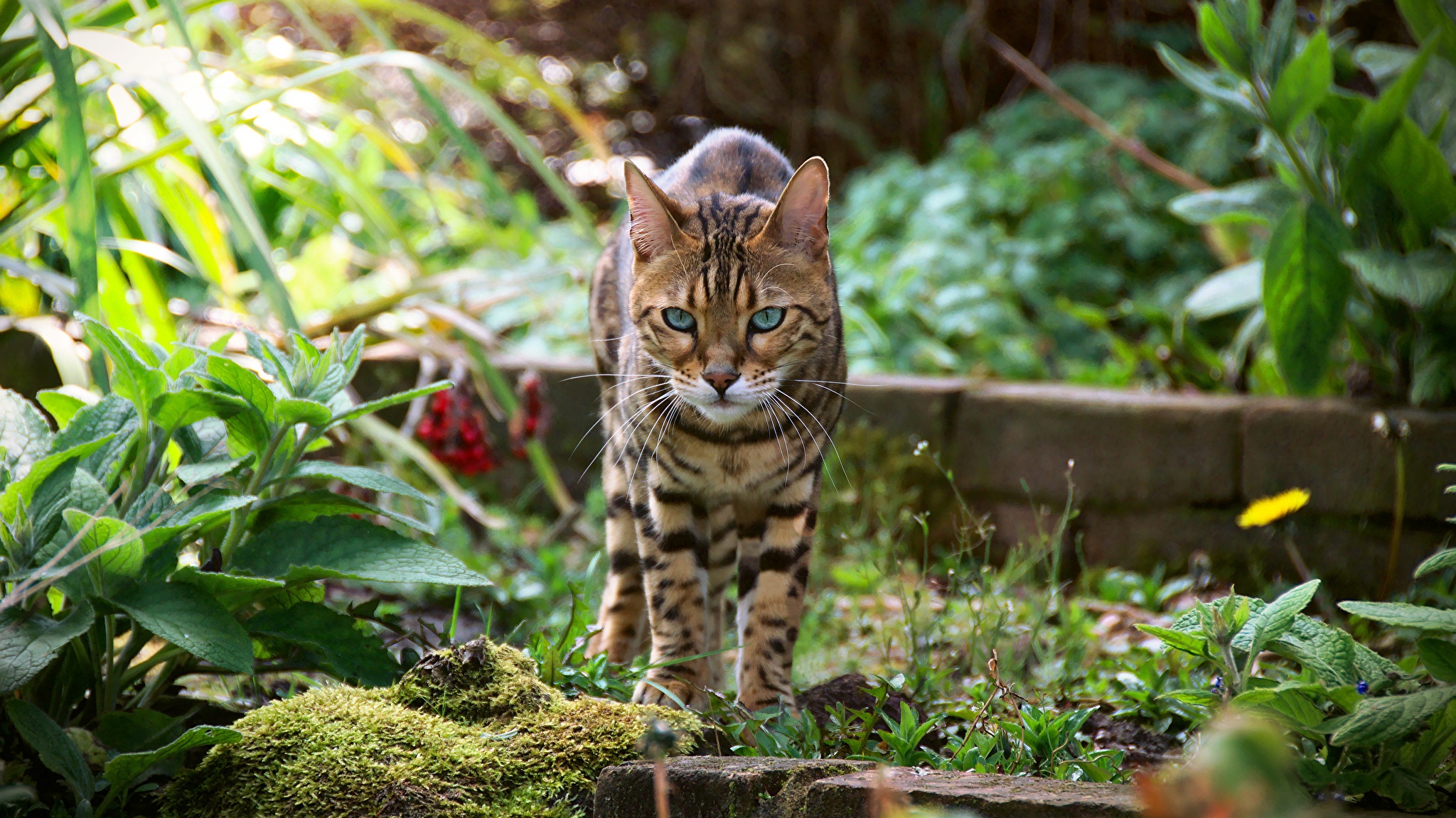 Laden Sie das Tiere, Katzen, Katze, Starren-Bild kostenlos auf Ihren PC-Desktop herunter