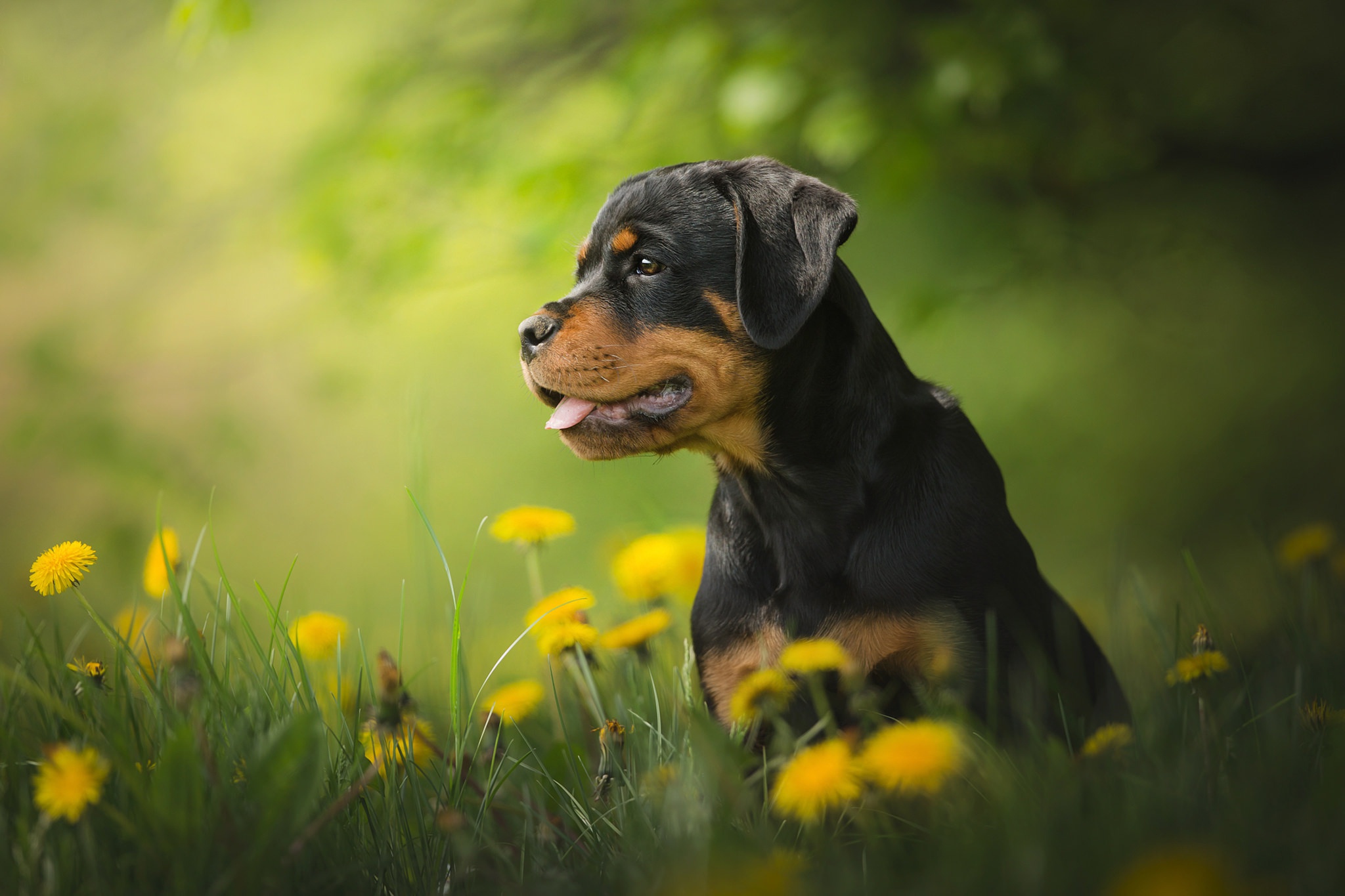 Download mobile wallpaper Dogs, Dog, Animal, Puppy, Dandelion, Rottweiler, Baby Animal for free.