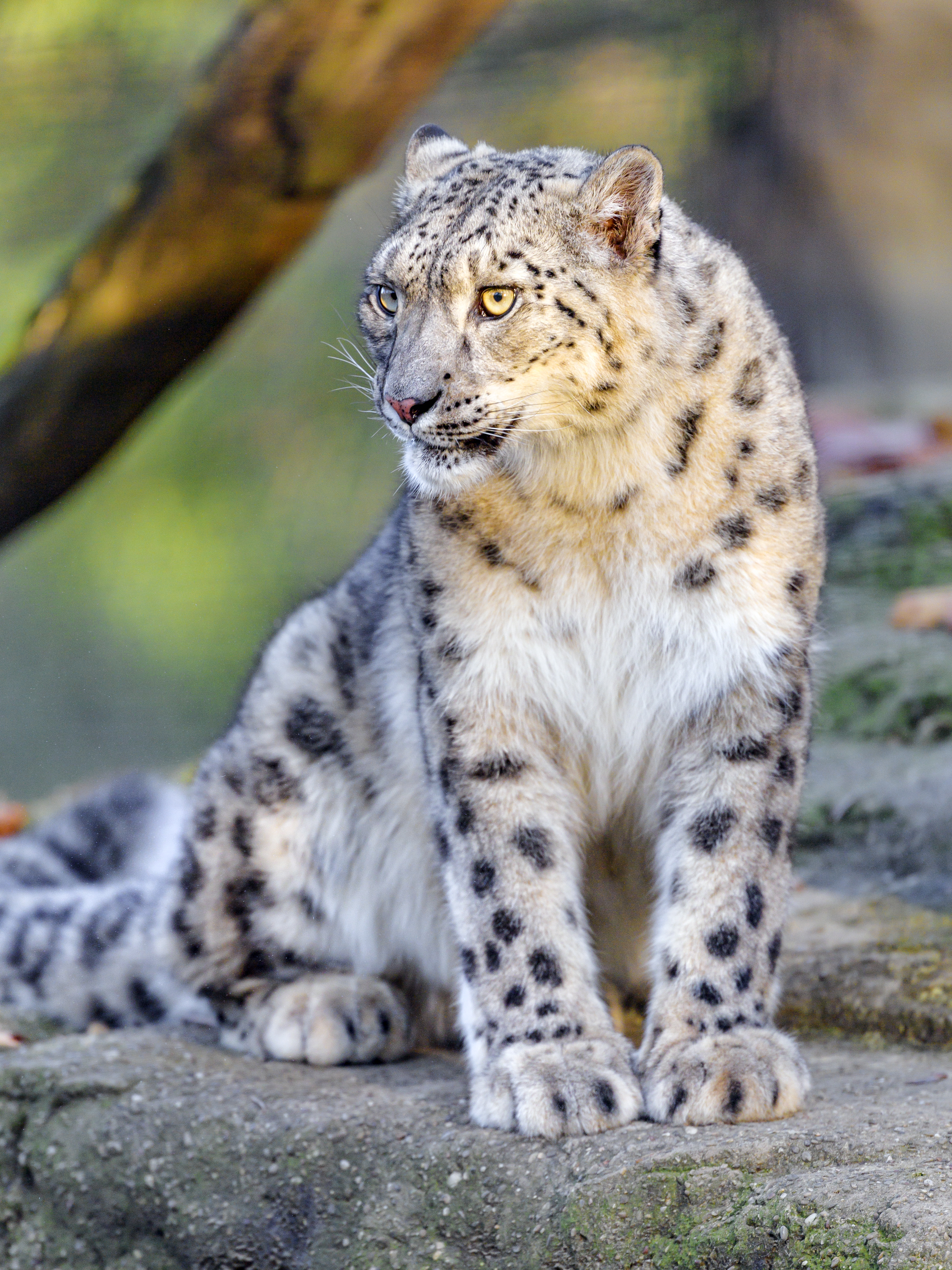 59249 télécharger l'image animaux, snow leopard, prédateur, gros chat, fauve, animal, irbis, sauvage - fonds d'écran et économiseurs d'écran gratuits