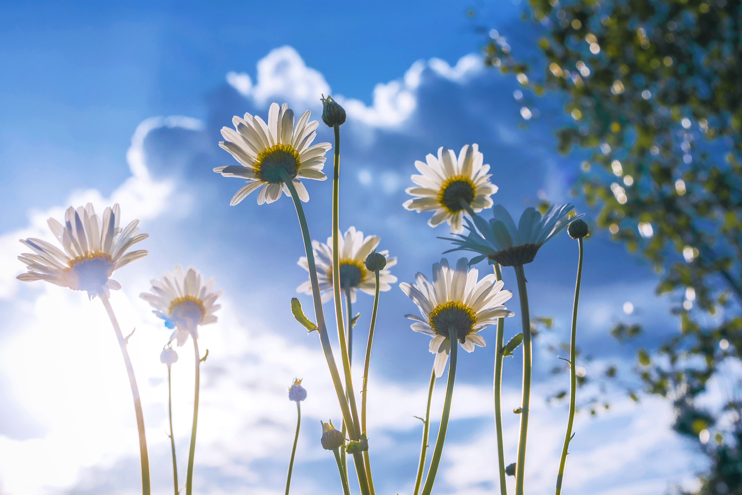 Free download wallpaper Flowers, Flower, Earth, Daisy on your PC desktop