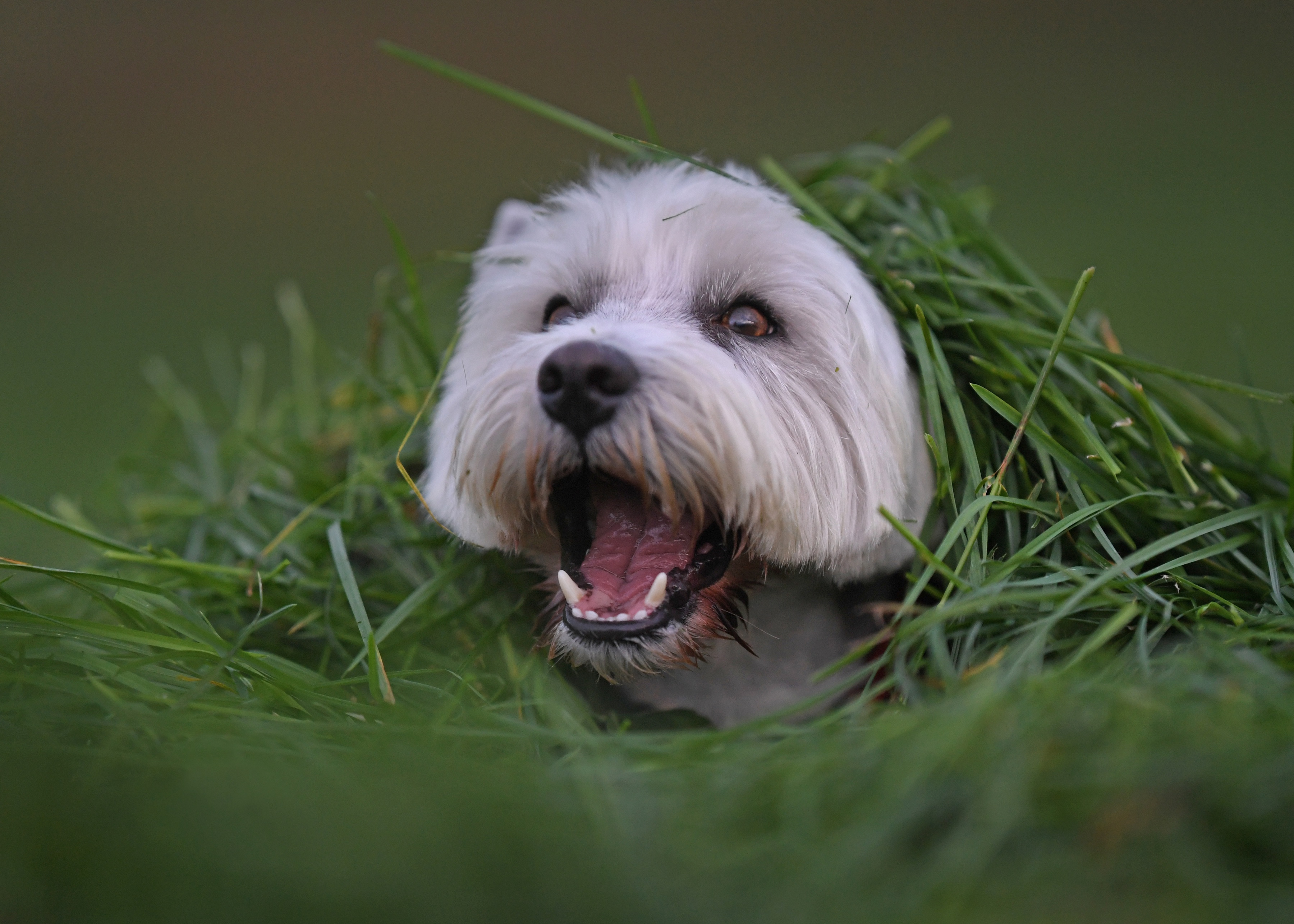 426804 Hintergrundbild herunterladen tiere, west highland white terrier, hund, gras, hunde - Bildschirmschoner und Bilder kostenlos