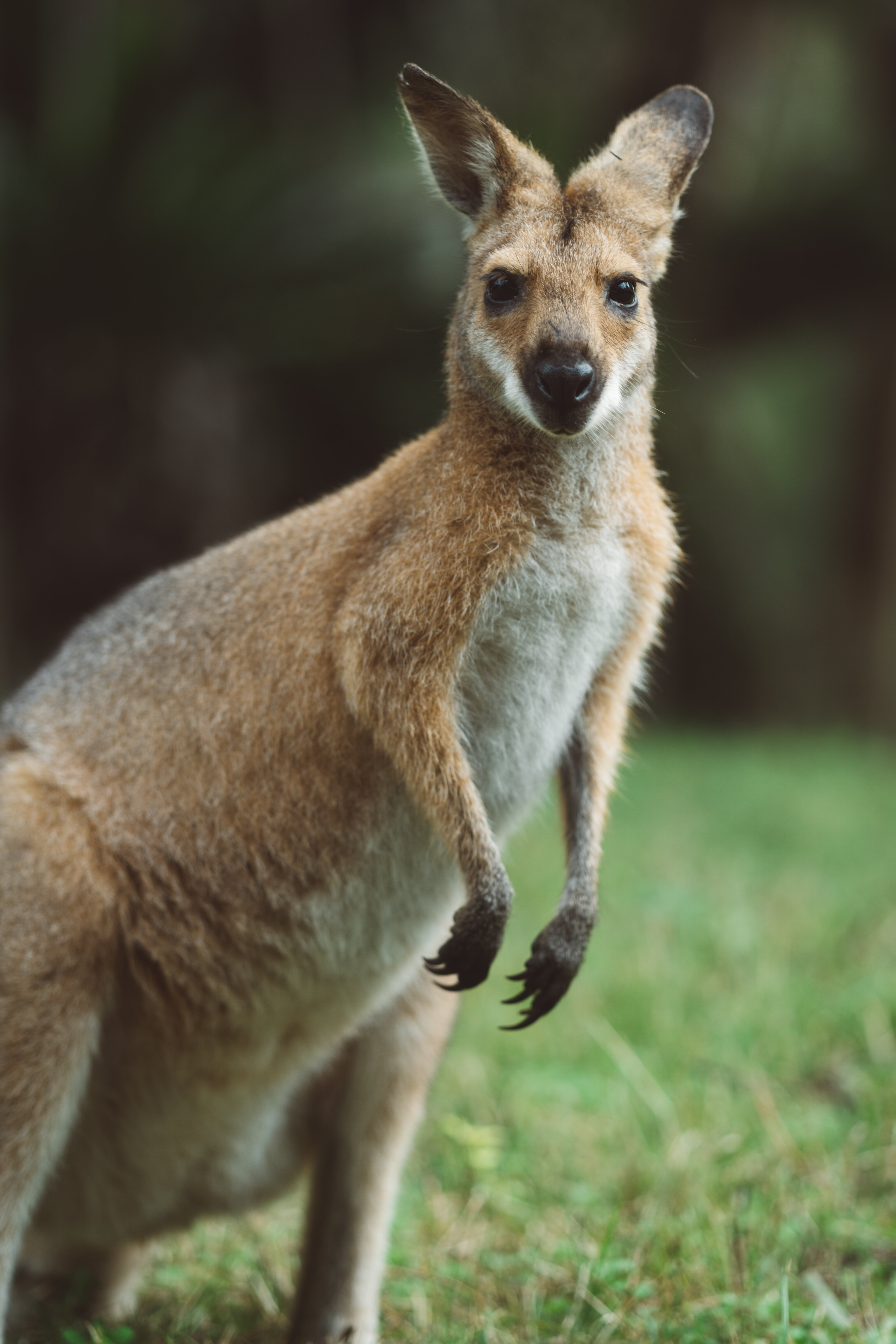 72750 Hintergrundbild herunterladen tier, tiere, kangaroo, sicht, meinung - Bildschirmschoner und Bilder kostenlos