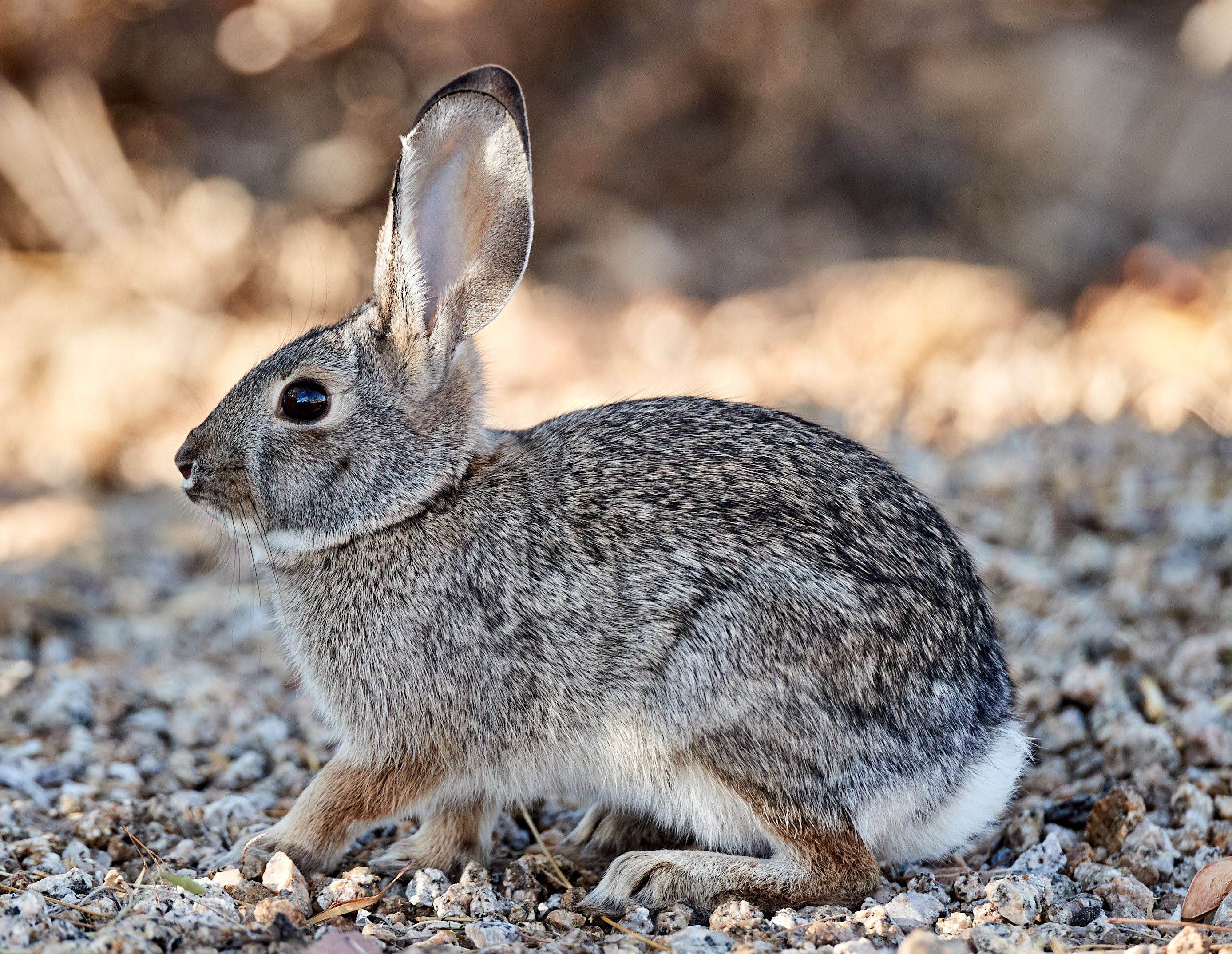 Laden Sie das Wild, Tiere, Tier, Kaninchen-Bild kostenlos auf Ihren PC-Desktop herunter