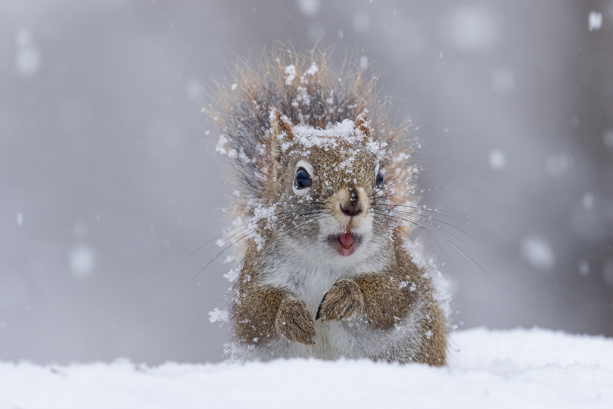 Free download wallpaper Winter, Squirrel, Snow, Animal, Rodent, Snowfall on your PC desktop