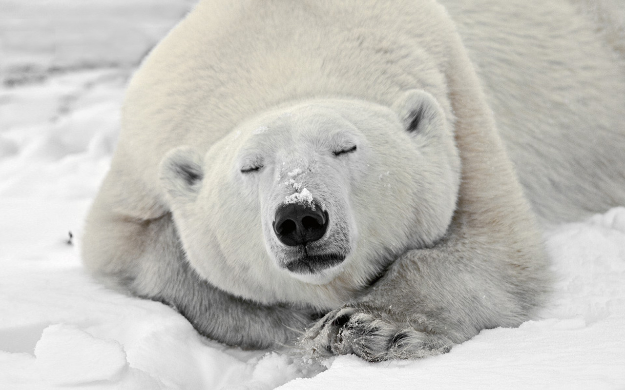 Baixe gratuitamente a imagem Animais, Urso Polar na área de trabalho do seu PC