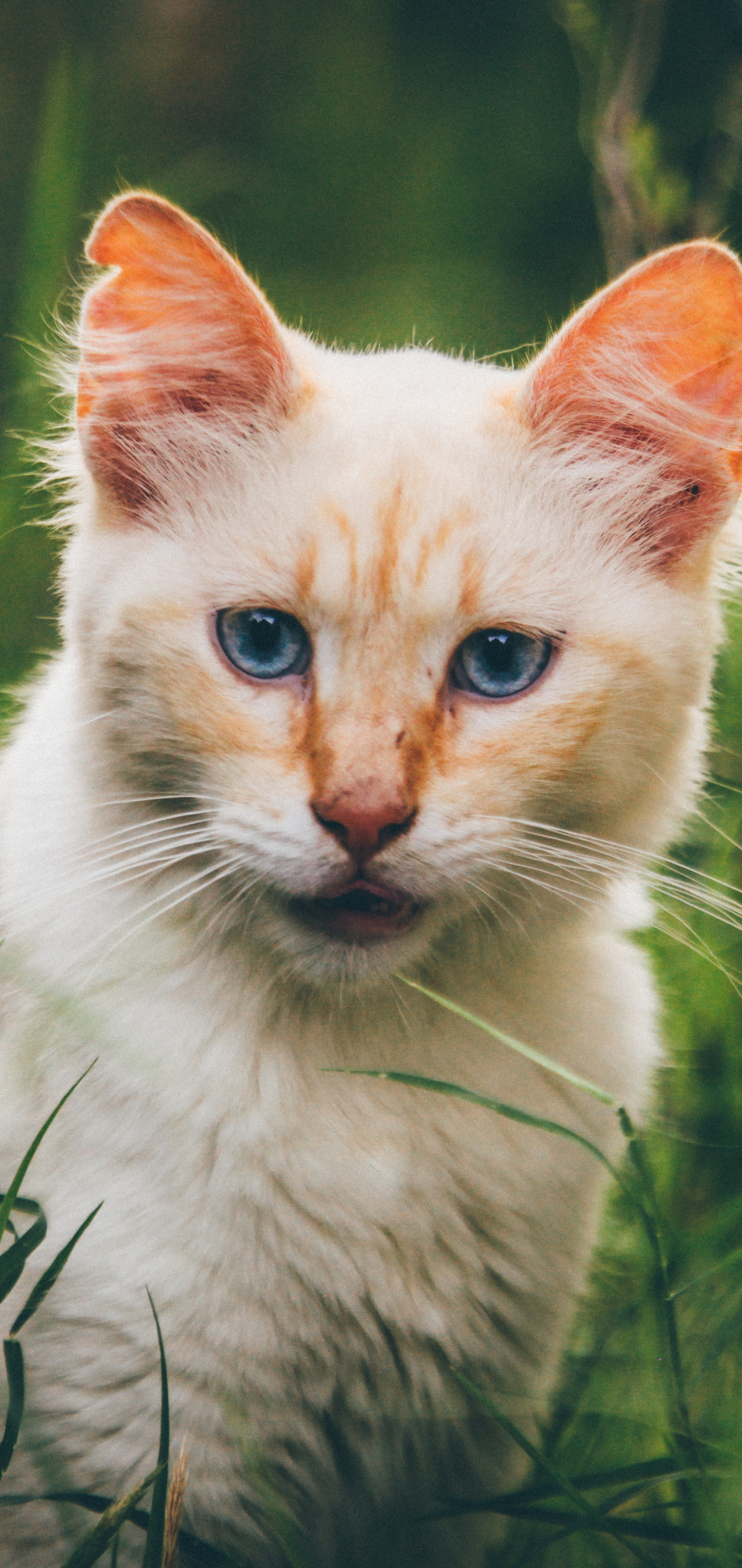 Handy-Wallpaper Tiere, Katzen, Katze kostenlos herunterladen.