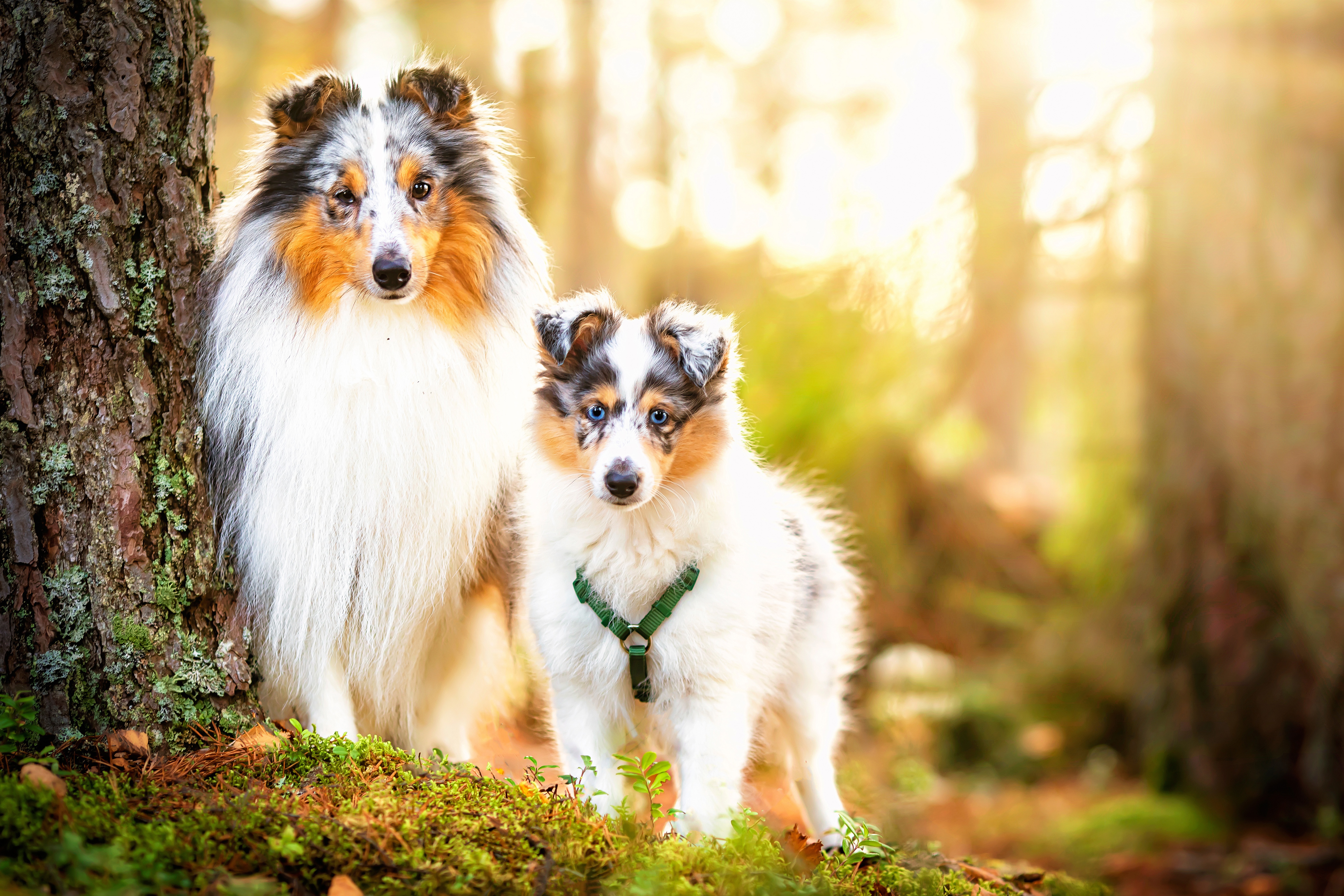 Download mobile wallpaper Dogs, Animal, Puppy, Shetland Sheepdog, Baby Animal for free.