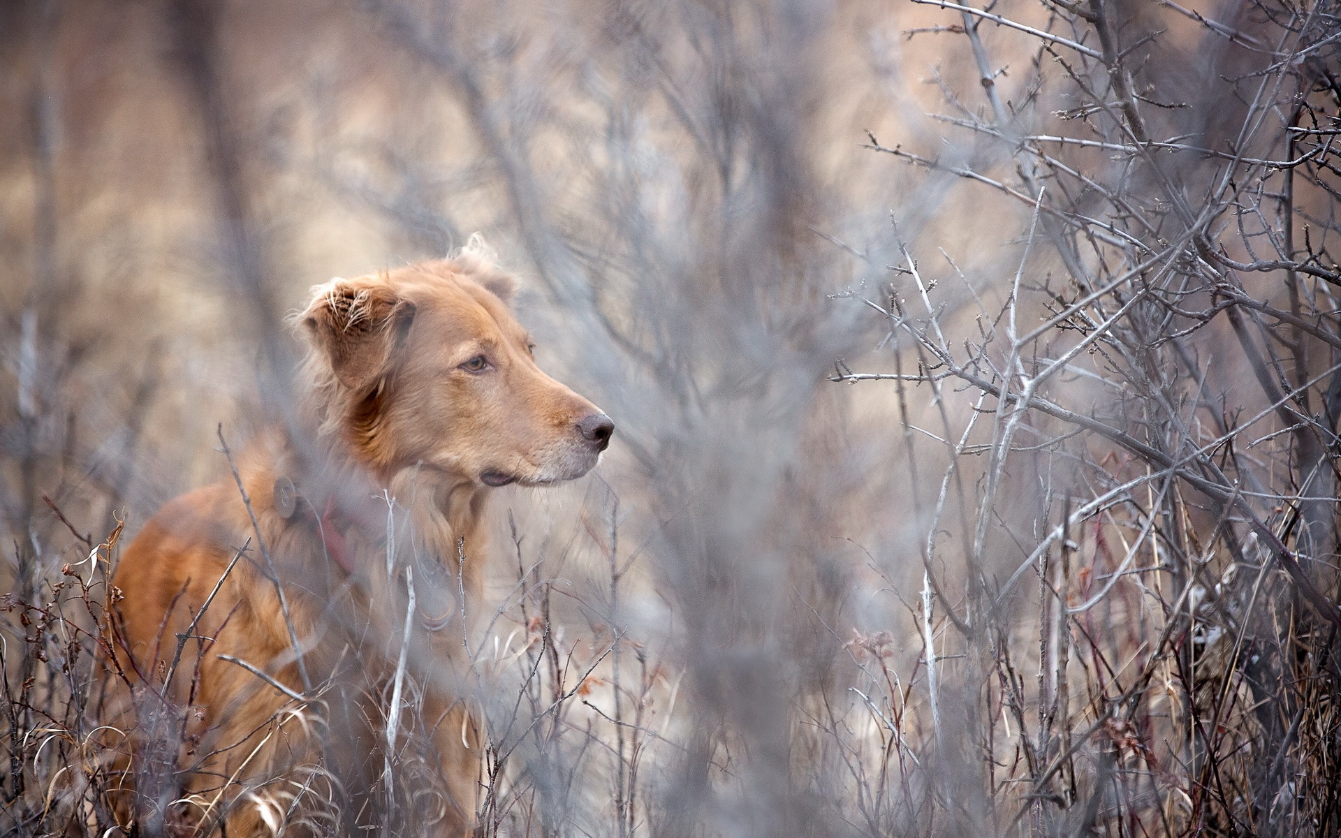 Handy-Wallpaper Hunde, Hund, Tiere kostenlos herunterladen.