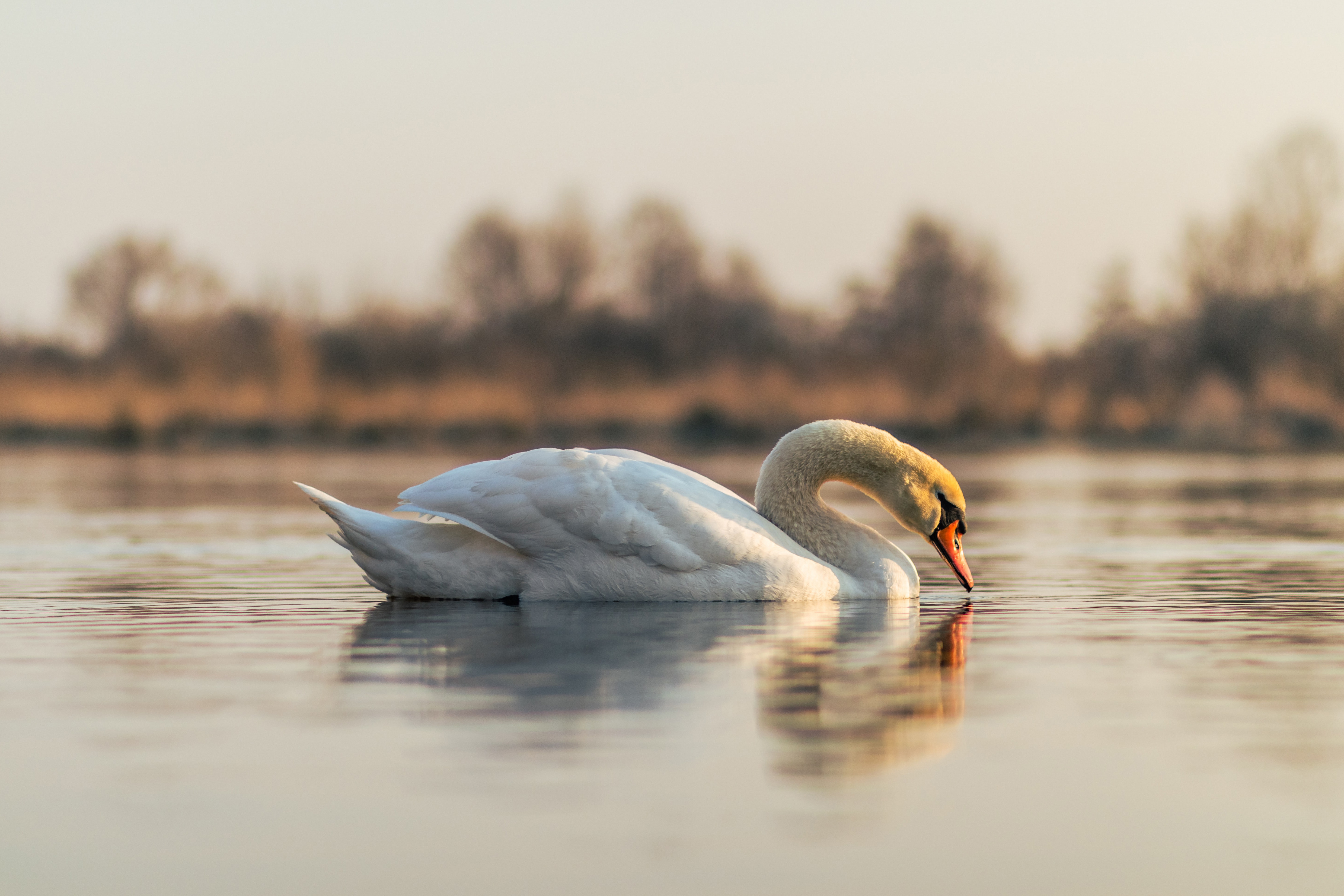 Download mobile wallpaper Birds, Reflection, Bird, Animal, Swan, Pond, Mute Swan for free.