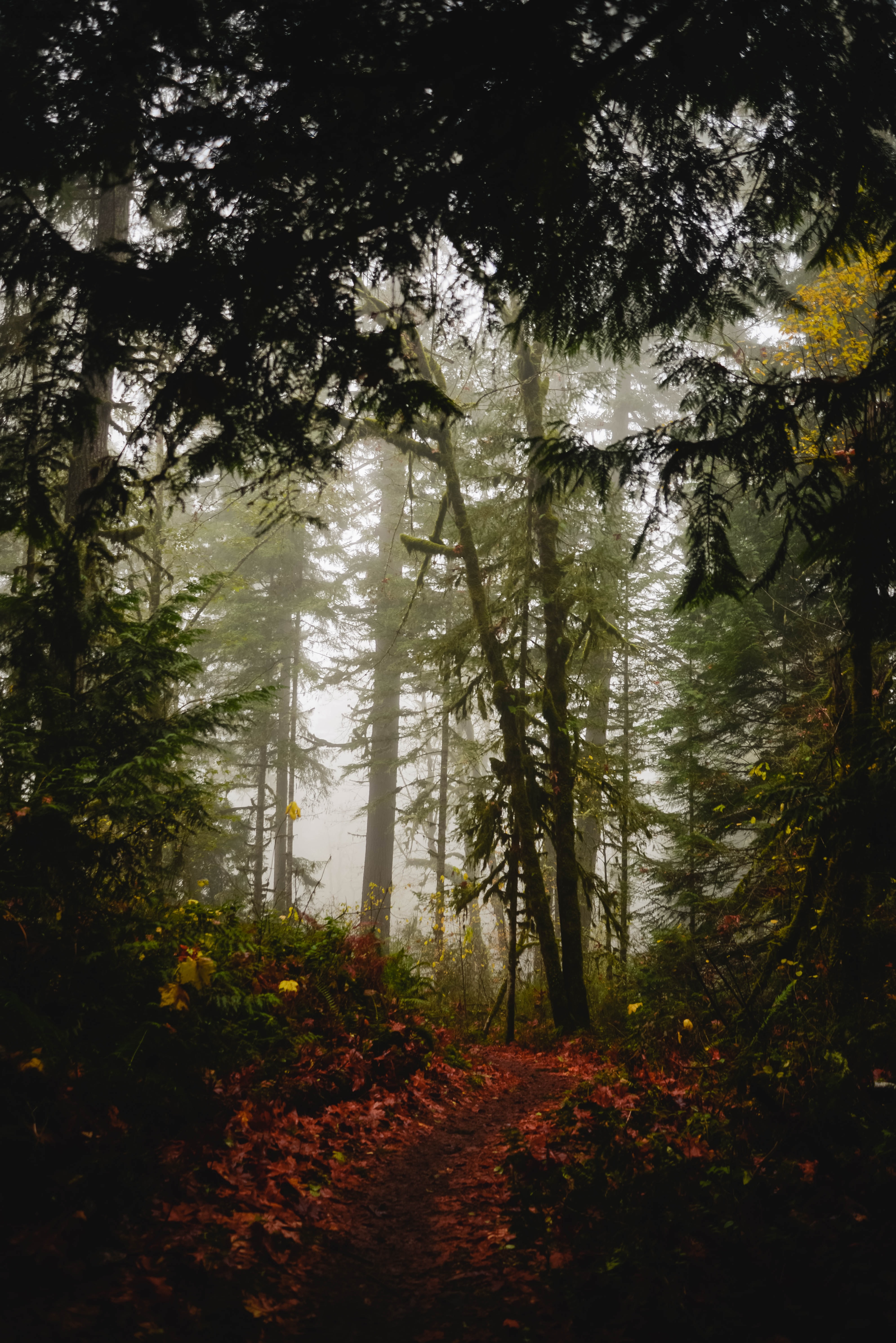 Handy-Wallpaper Bäume, Nebel, Pfad, Wald, Natur, Herbst kostenlos herunterladen.