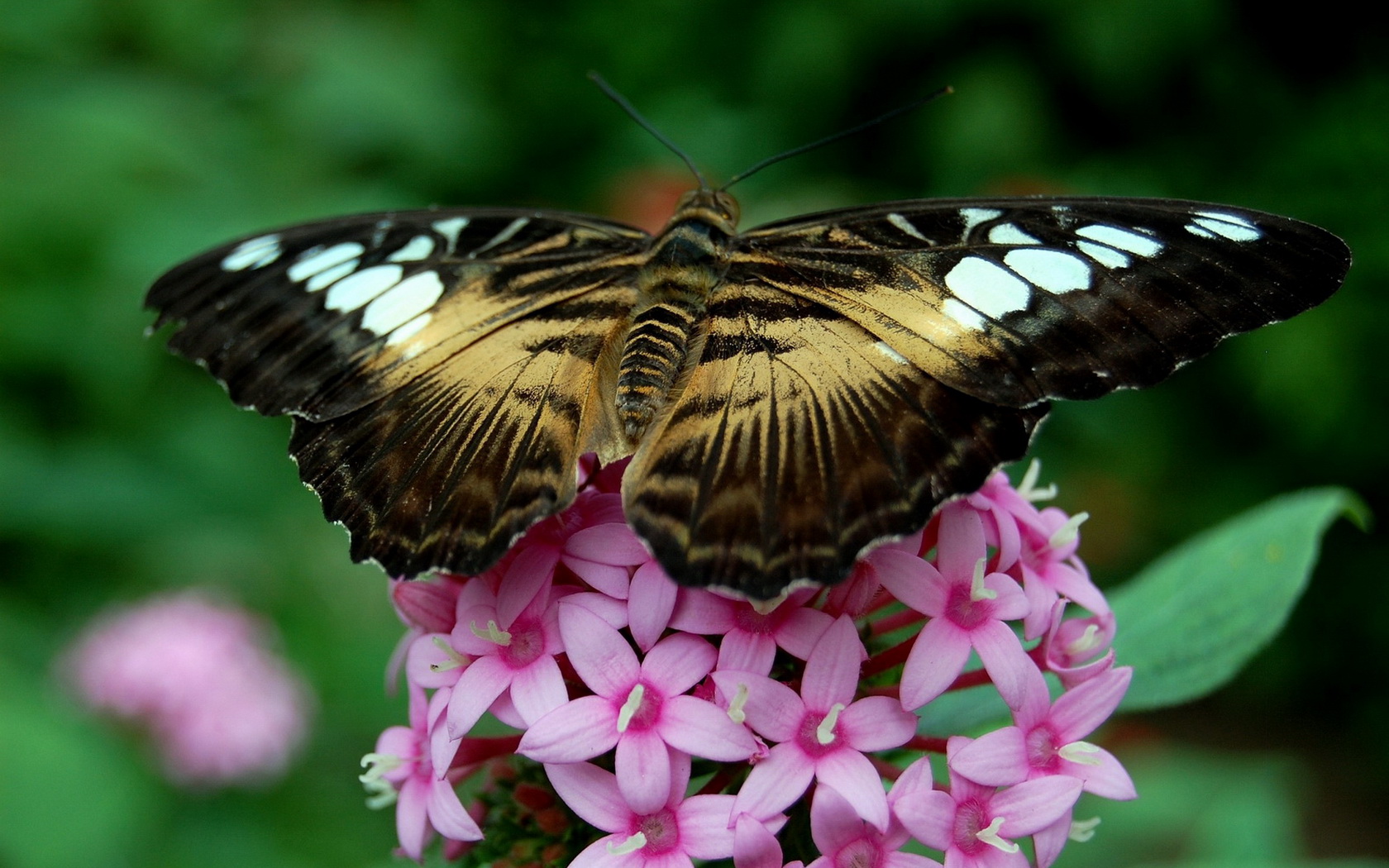 Download mobile wallpaper Butterfly, Animal for free.