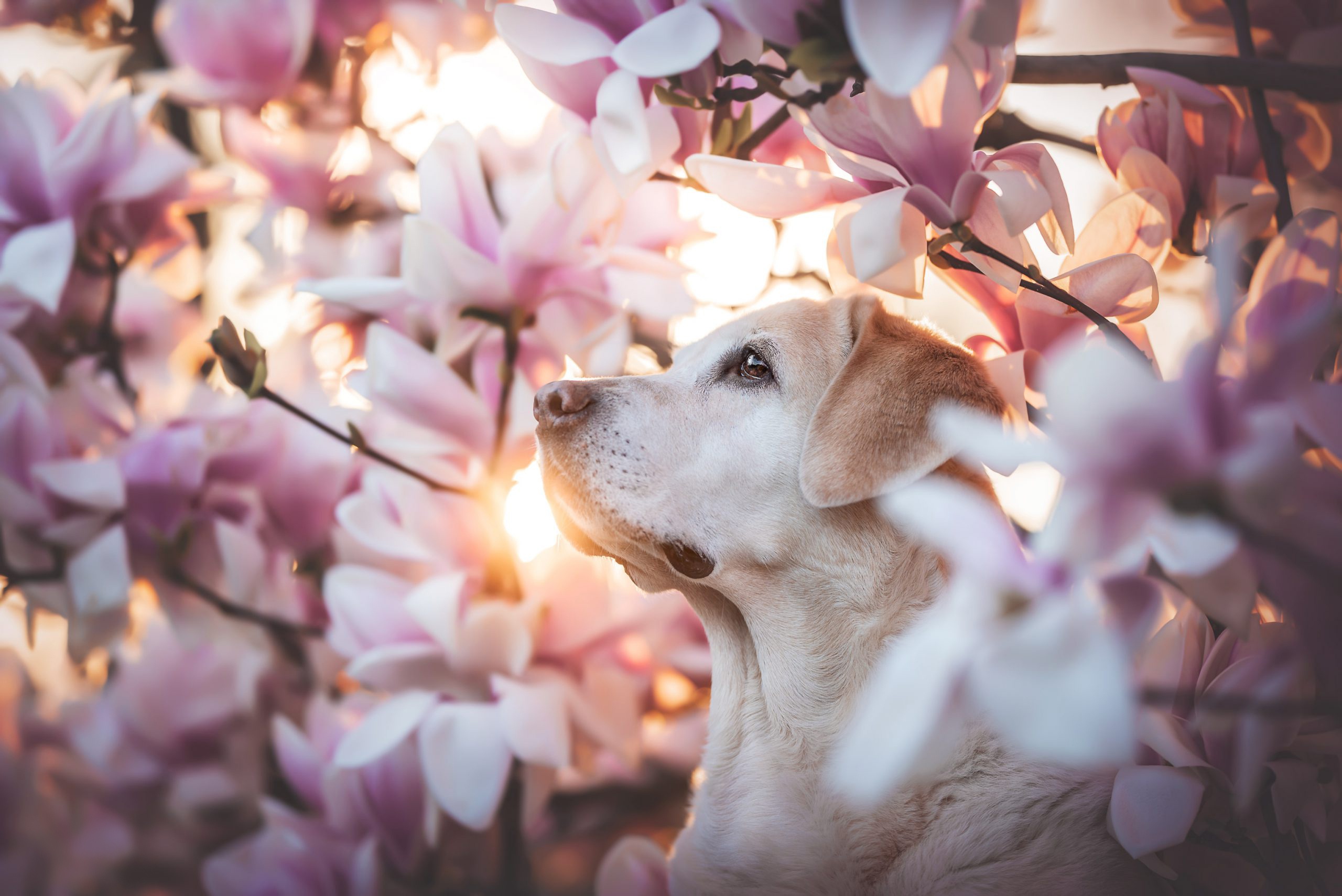 Free download wallpaper Dogs, Animal, Golden Retriever, Blossom on your PC desktop