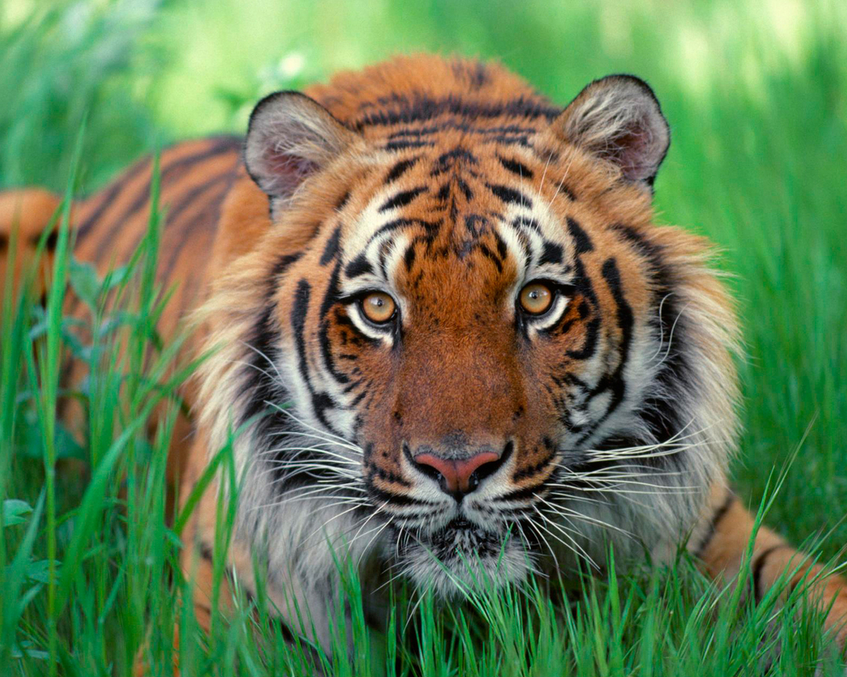 Descarga gratuita de fondo de pantalla para móvil de Tigres, Animales.
