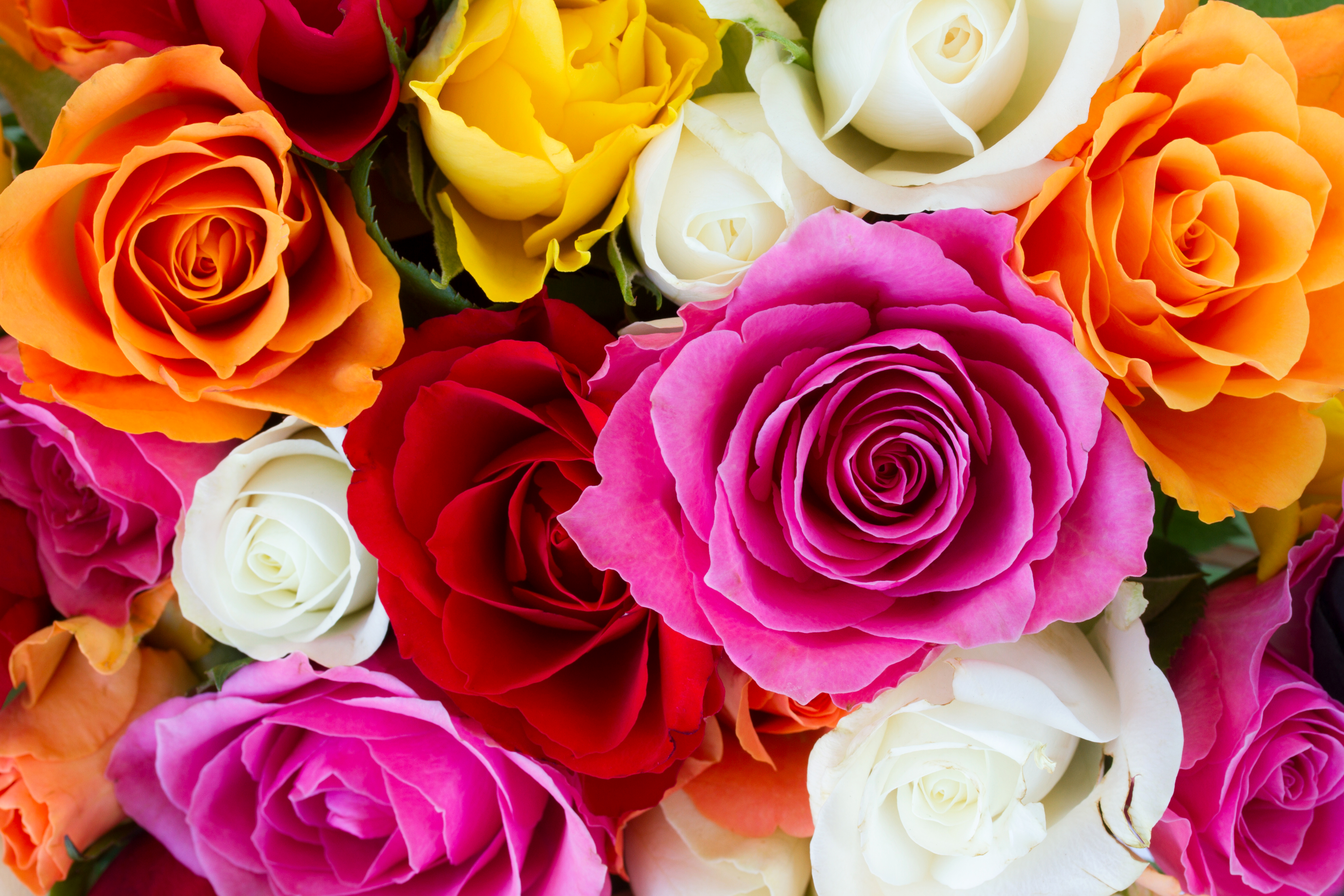 Handy-Wallpaper Blumen, Blume, Rose, Farben, Bunt, Gelbe Blume, Weiße Blume, Rote Blume, Erde/natur, Pinke Blume, Orangene Blume kostenlos herunterladen.
