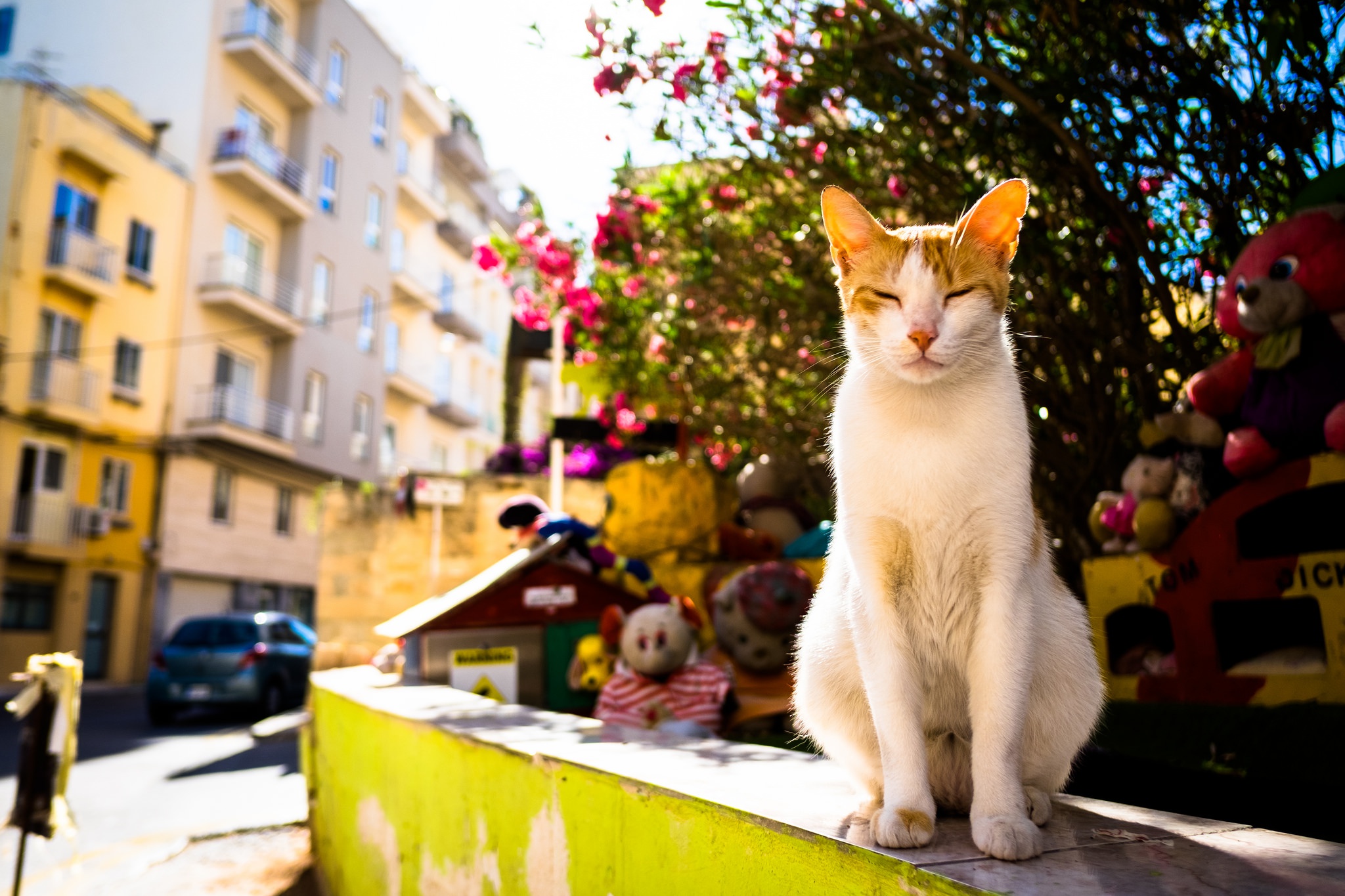 Laden Sie das Tiere, Katzen, Katze, Sonnig, Tiefenschärfe-Bild kostenlos auf Ihren PC-Desktop herunter